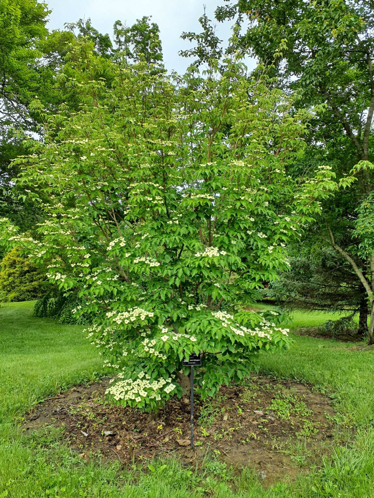 Cornus kousa subsp. chinensis 'Trinity Star' - Trinity Star Chinese ...