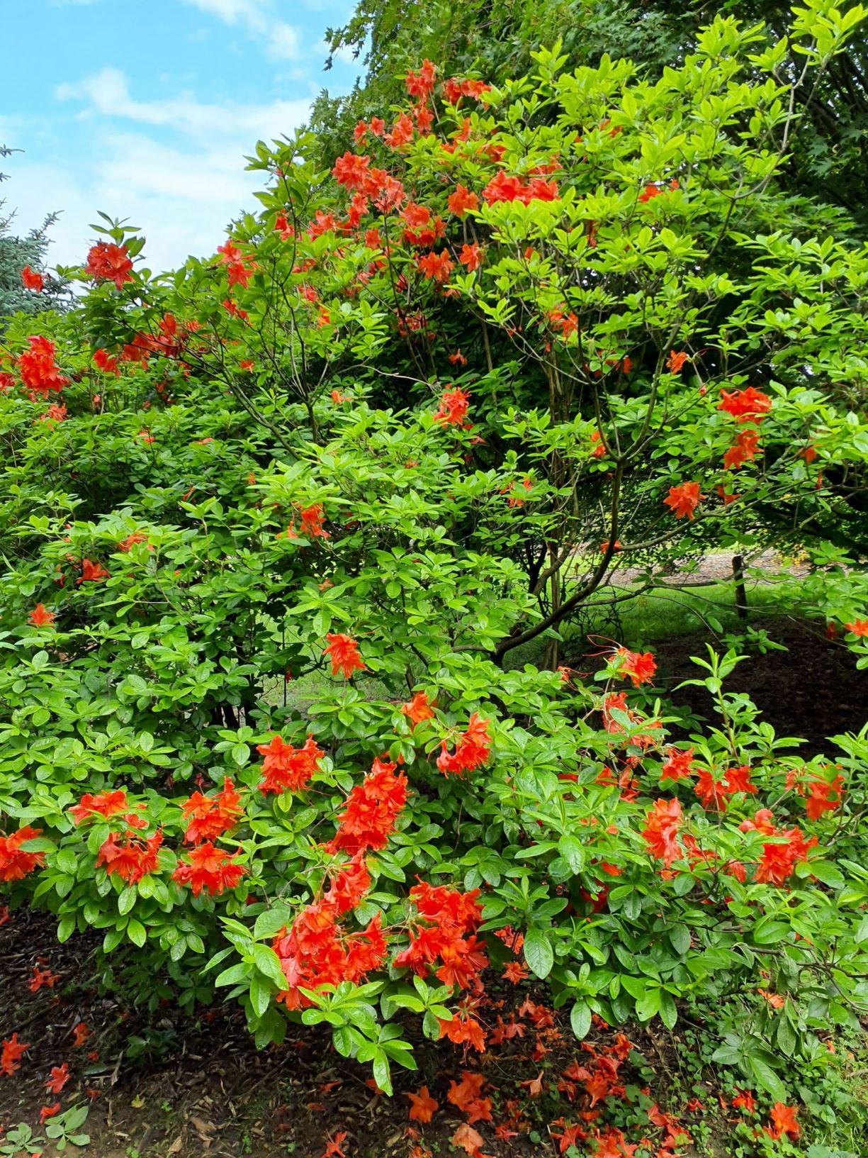 Rhododendron 'Balzac' - Balzac azalea | The Dawes Arboretum