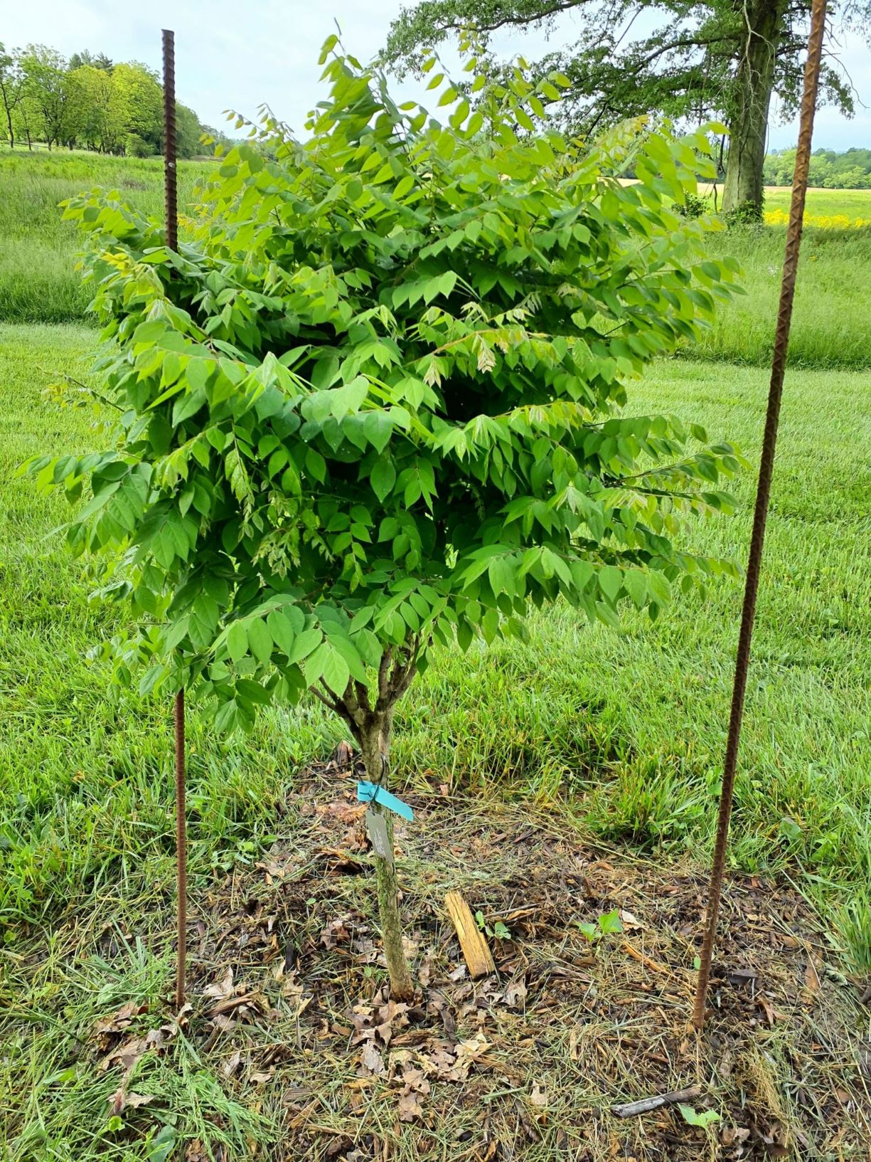 Gymnocladus dioicus 'Little Joe' - Little Joe Kentucky coffee-tree