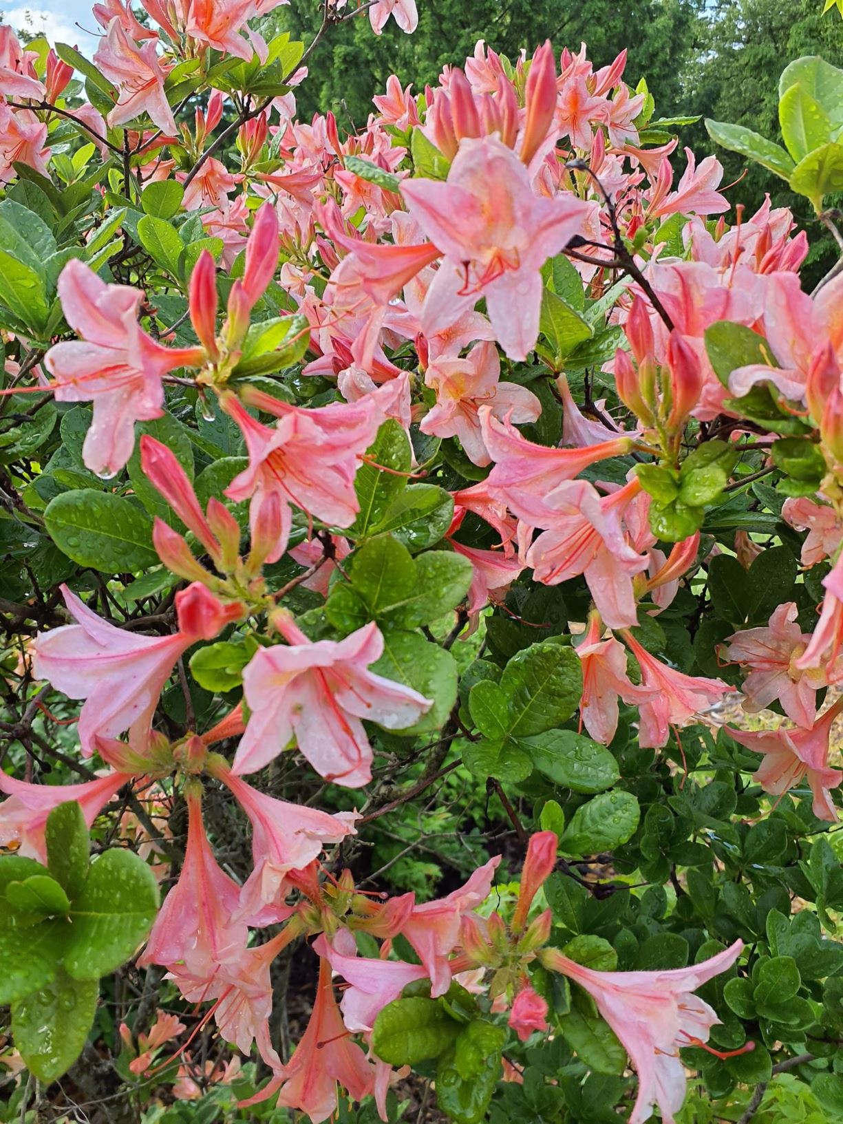 Rhododendron 'Antilope' - Antilope azalea | The Dawes Arboretum