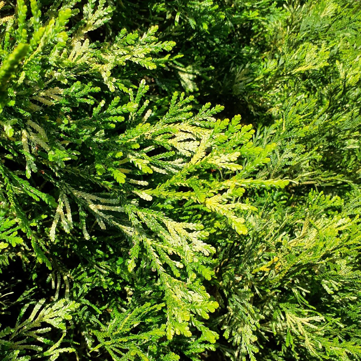 Thujopsis dolabrata 'Variegata' - variegated hiba false arborvitae ...