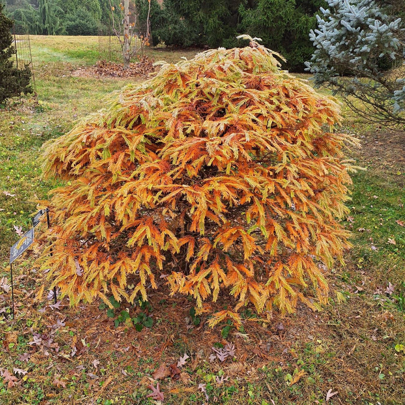 Metasequoia glyptostroboides 'Daweswood Tawny Fleece' Daweswood Tawny