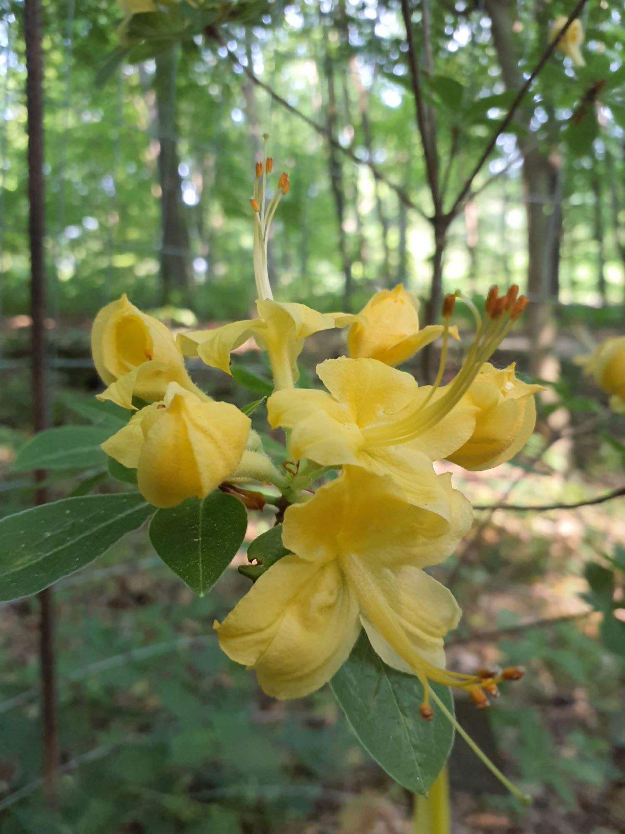 Rhododendron calendulaceum - flame azalea | The Dawes Arboretum