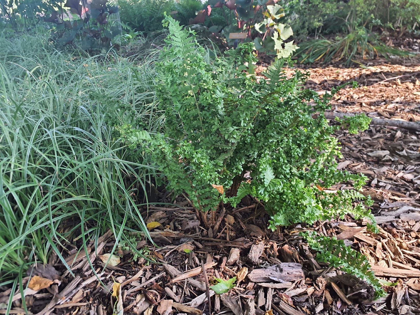 Dryopteris filix-mas 'Parsley' - parsley male fern