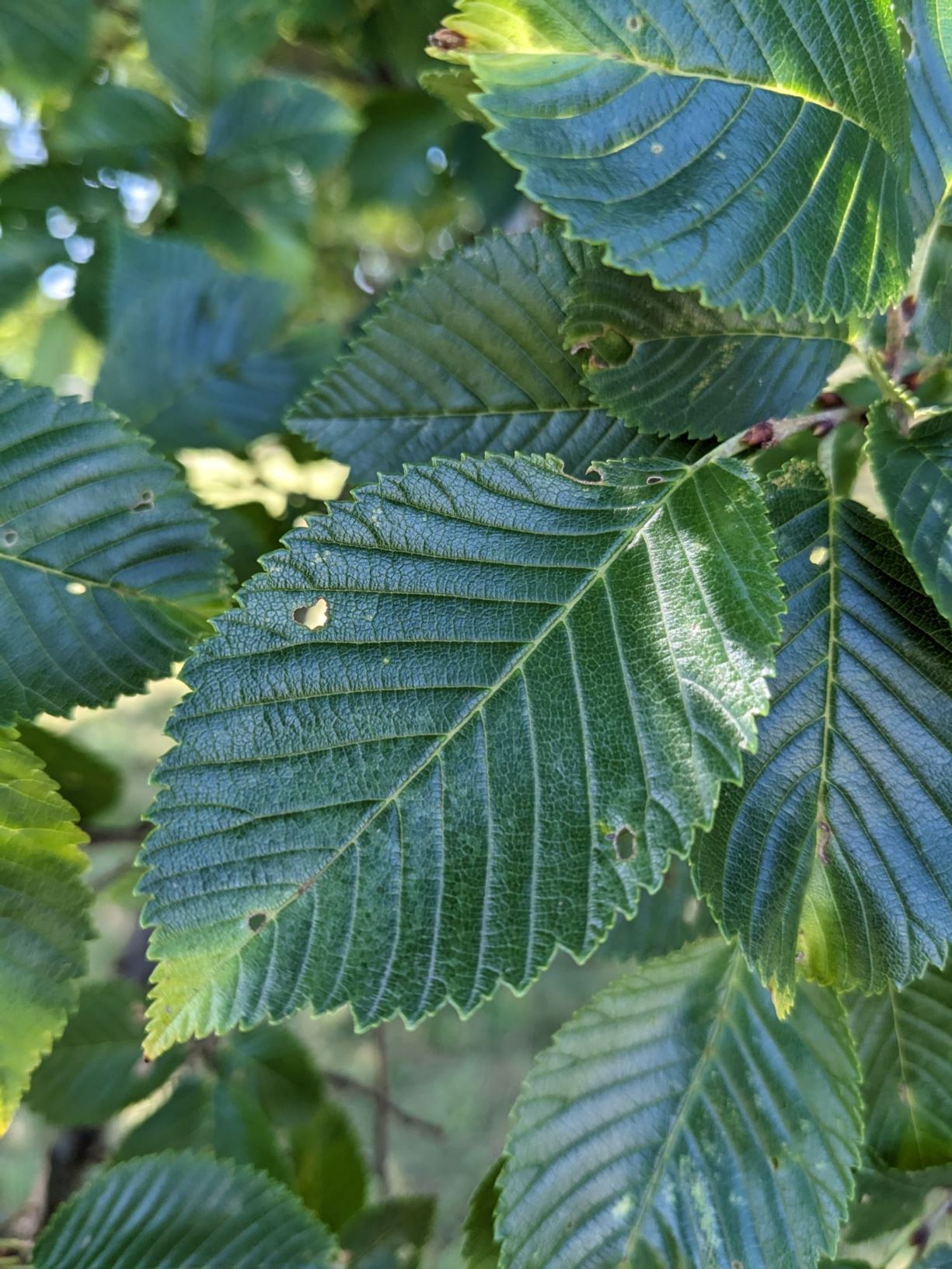 Ulmus davidiana - David elm | The Dawes Arboretum