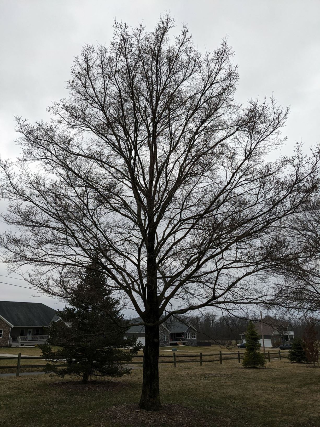 Ulmus davidiana - David elm | The Dawes Arboretum