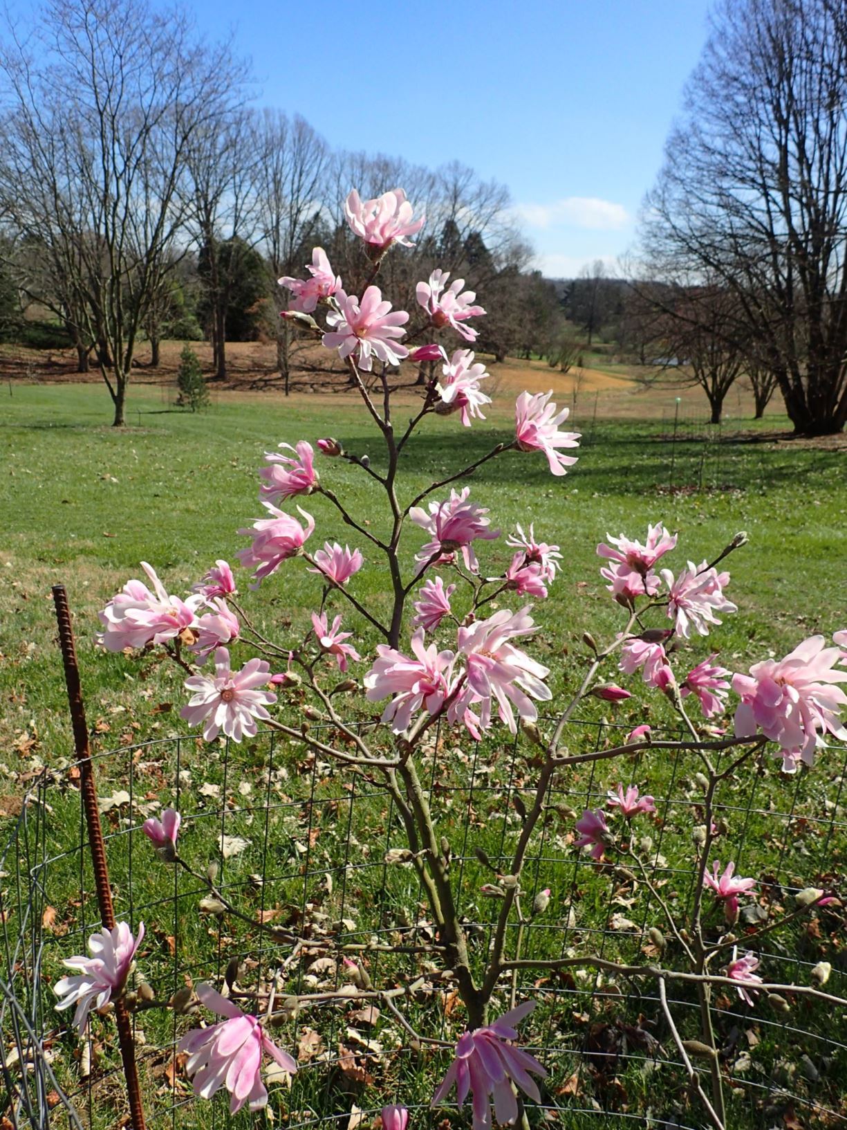 Magnolia × loebneri 'Raspberry Fun' - Raspberry Fun Loebner magnolia