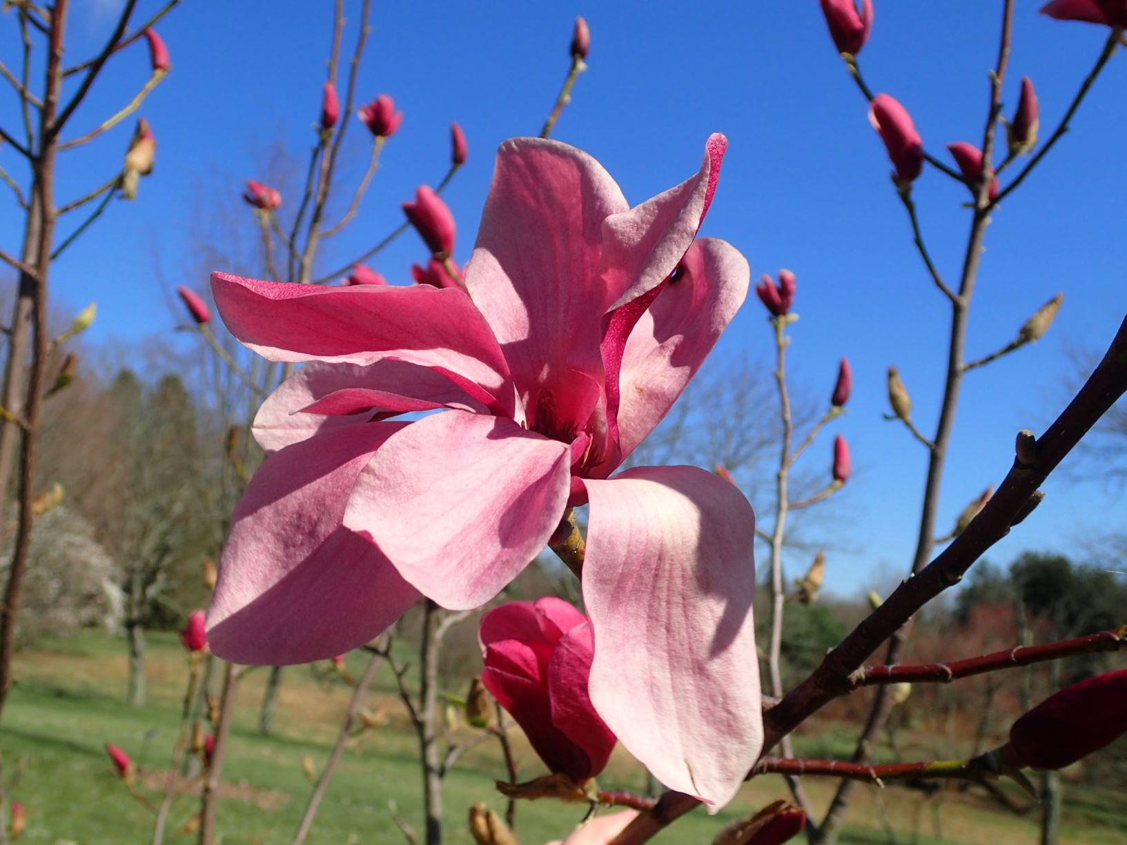 Magnolia 'Blazing Beauty' - Blazing Beauty magnolia