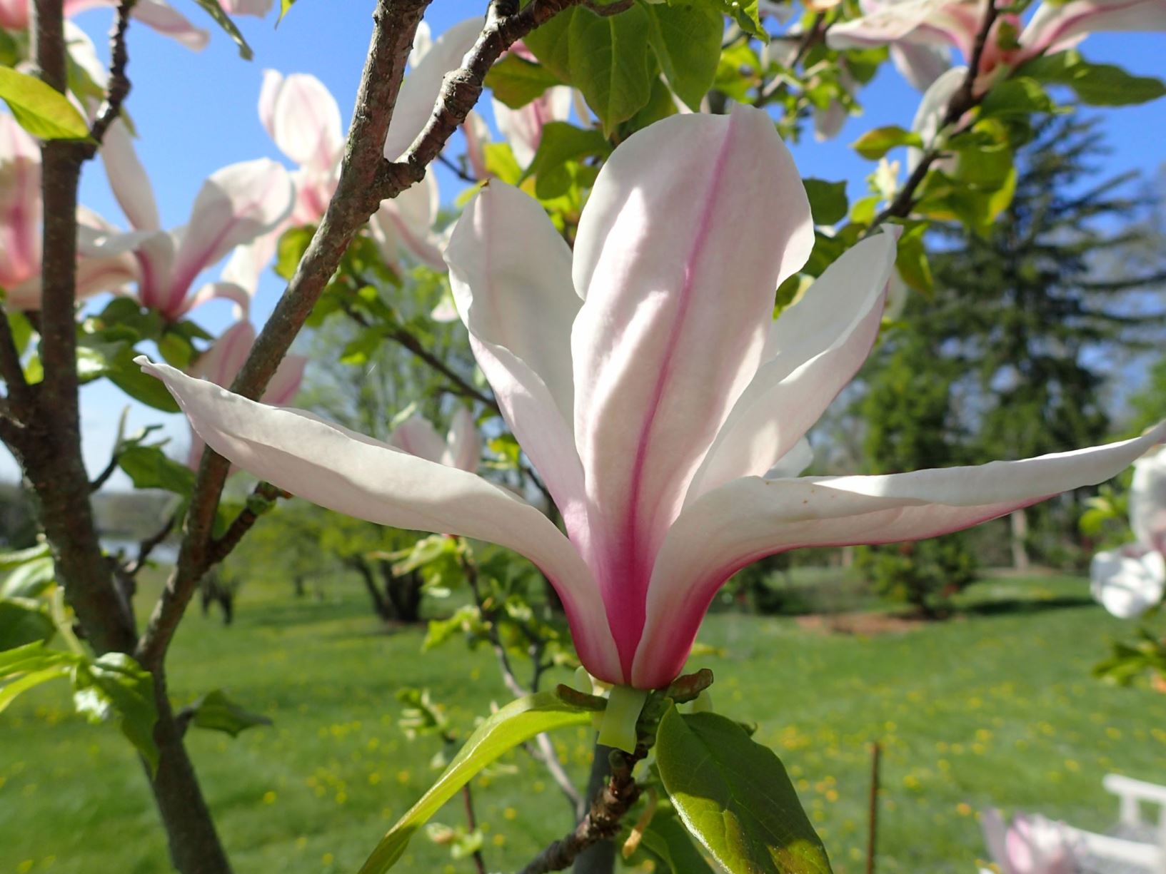 Magnolia 'Spring Peppermint' - Spring Peppermint magnolia