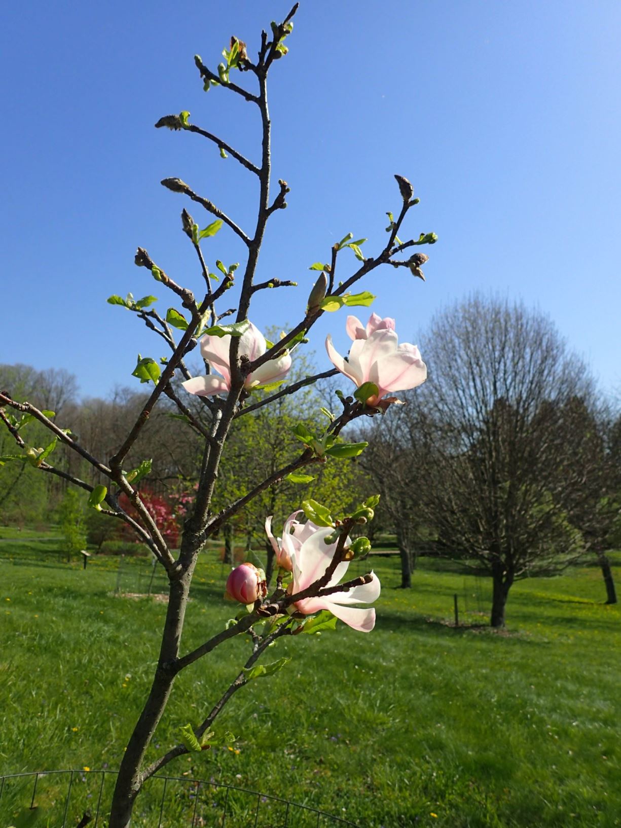 Magnolia 'Cosmic Gem' - Cosmic Gem magnolia