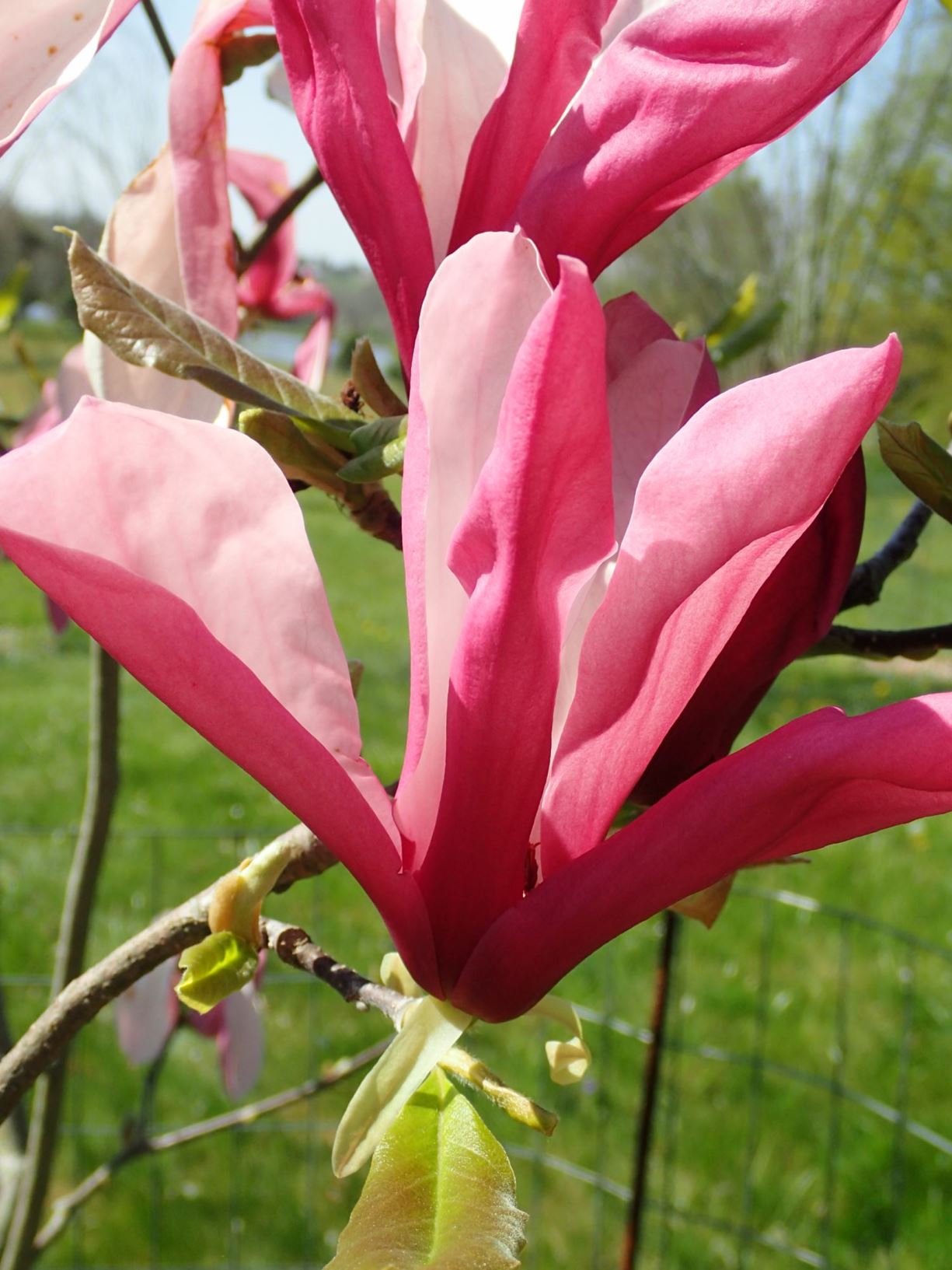 Magnolia 'Gorgeous' - Gorgeous magnolia