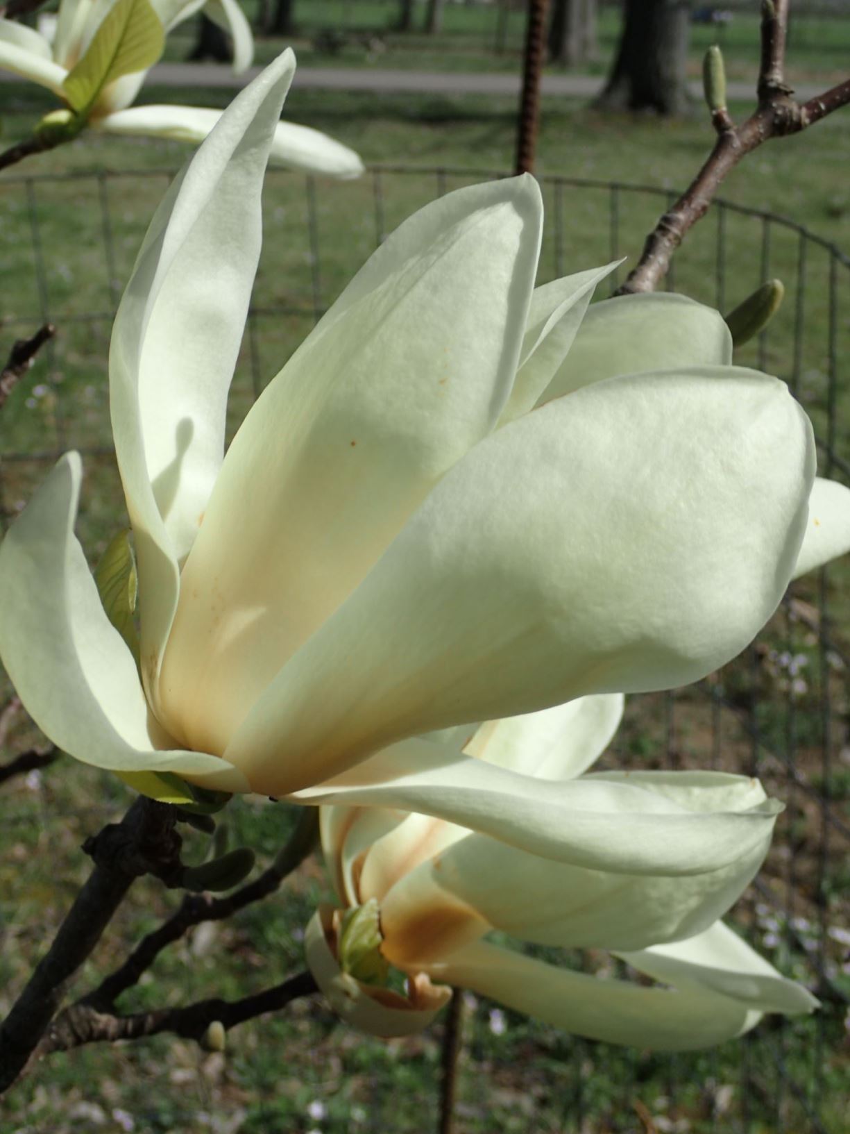 Magnolia 'Yellow Garland' - Yellow Garland magnolia