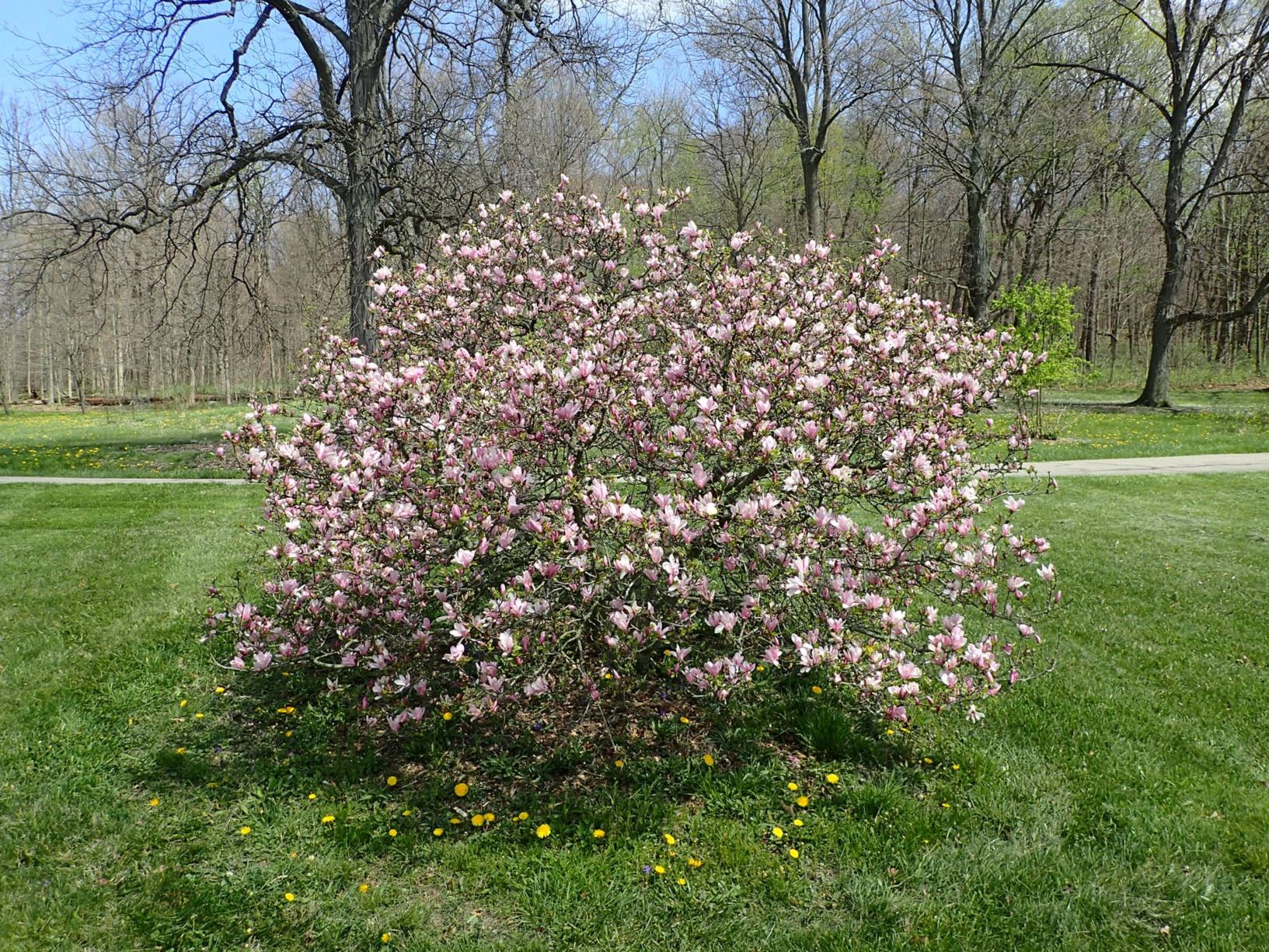 Magnolia 'George Henry Kern' - George Henry Kern magnolia