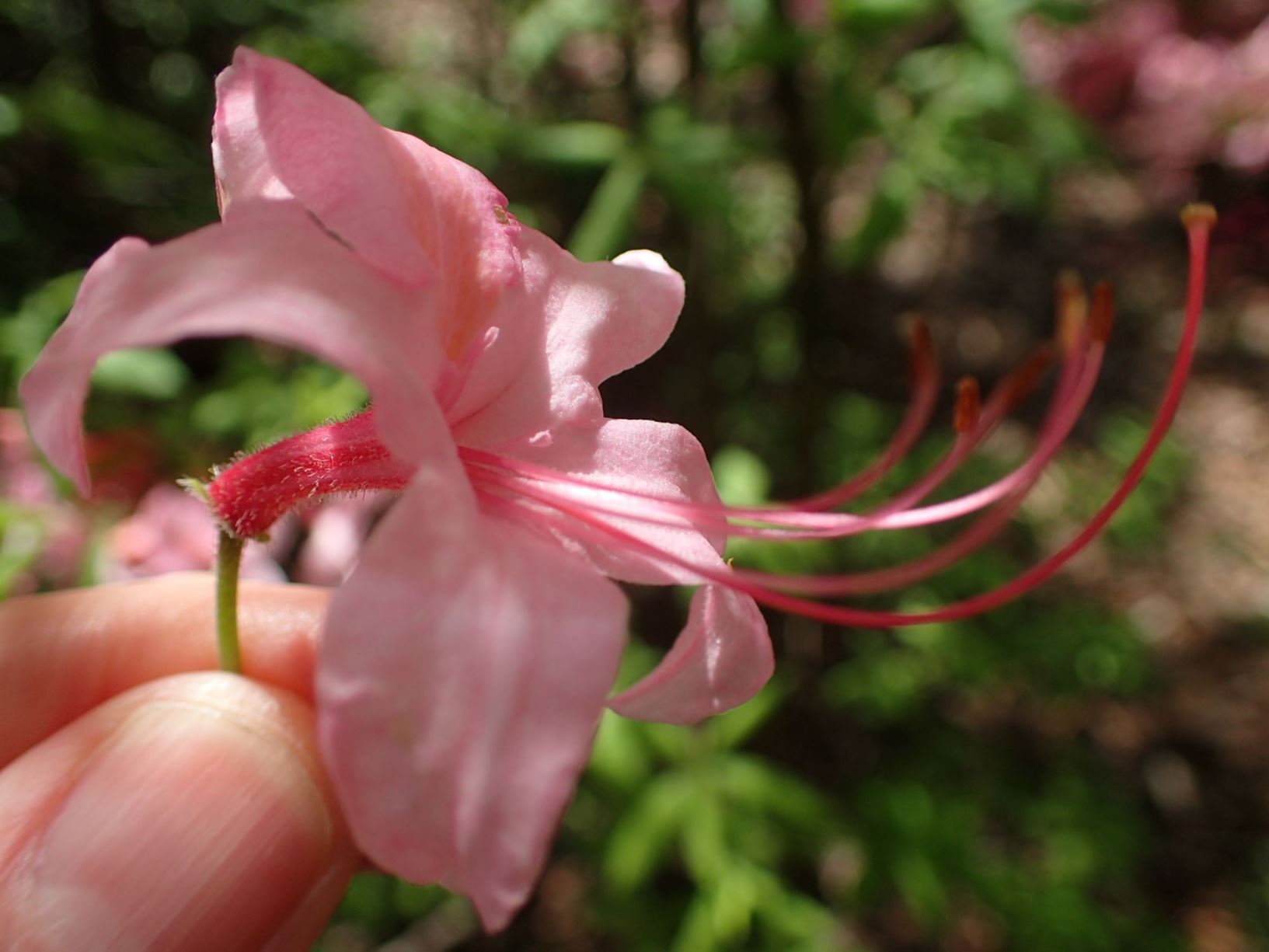 Rhododendron periclymenoides × R. prinophyllum - pinxterbloom azalea ...