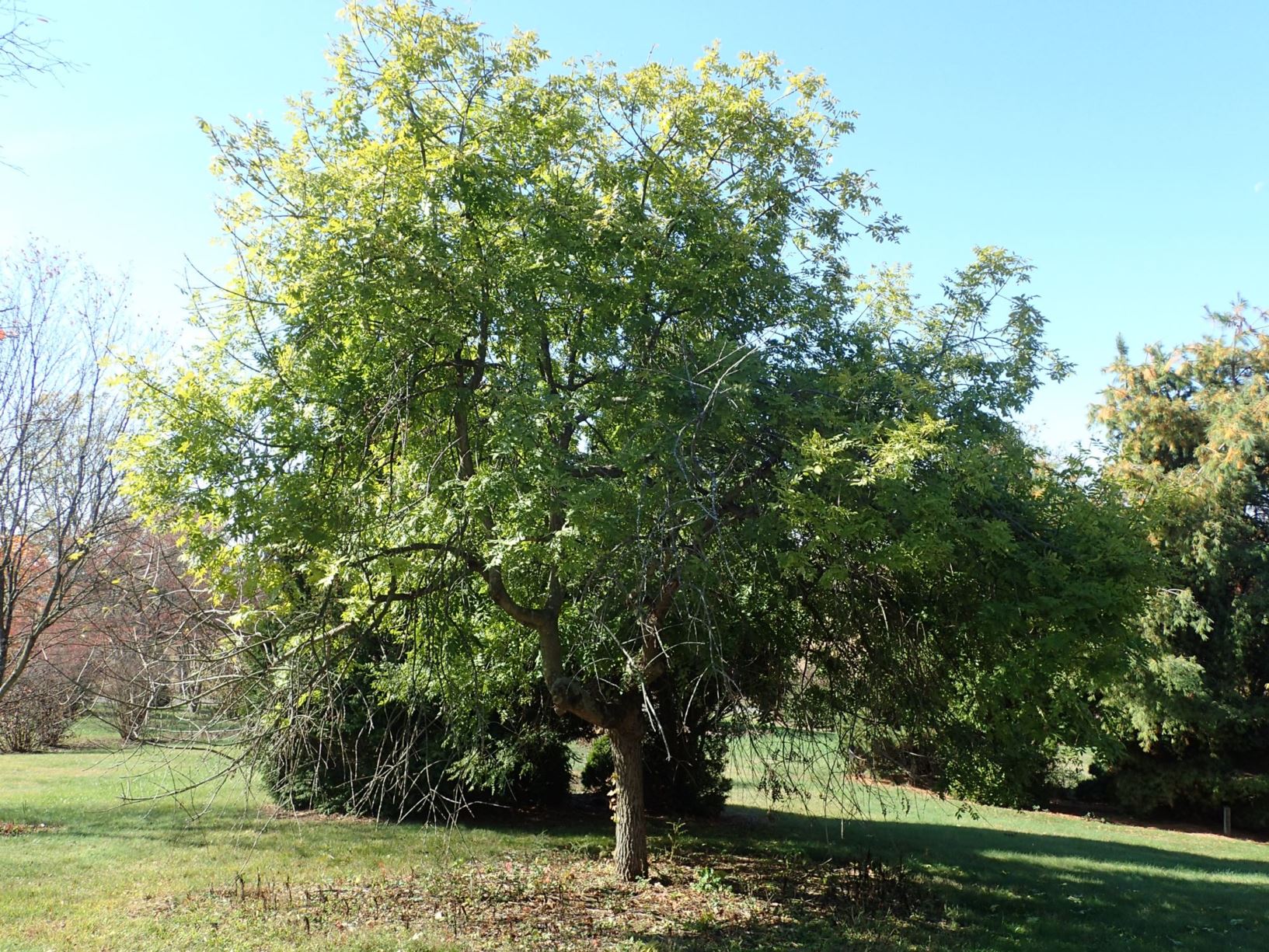 Fraxinus excelsior 'Pendula' - weeping European ash