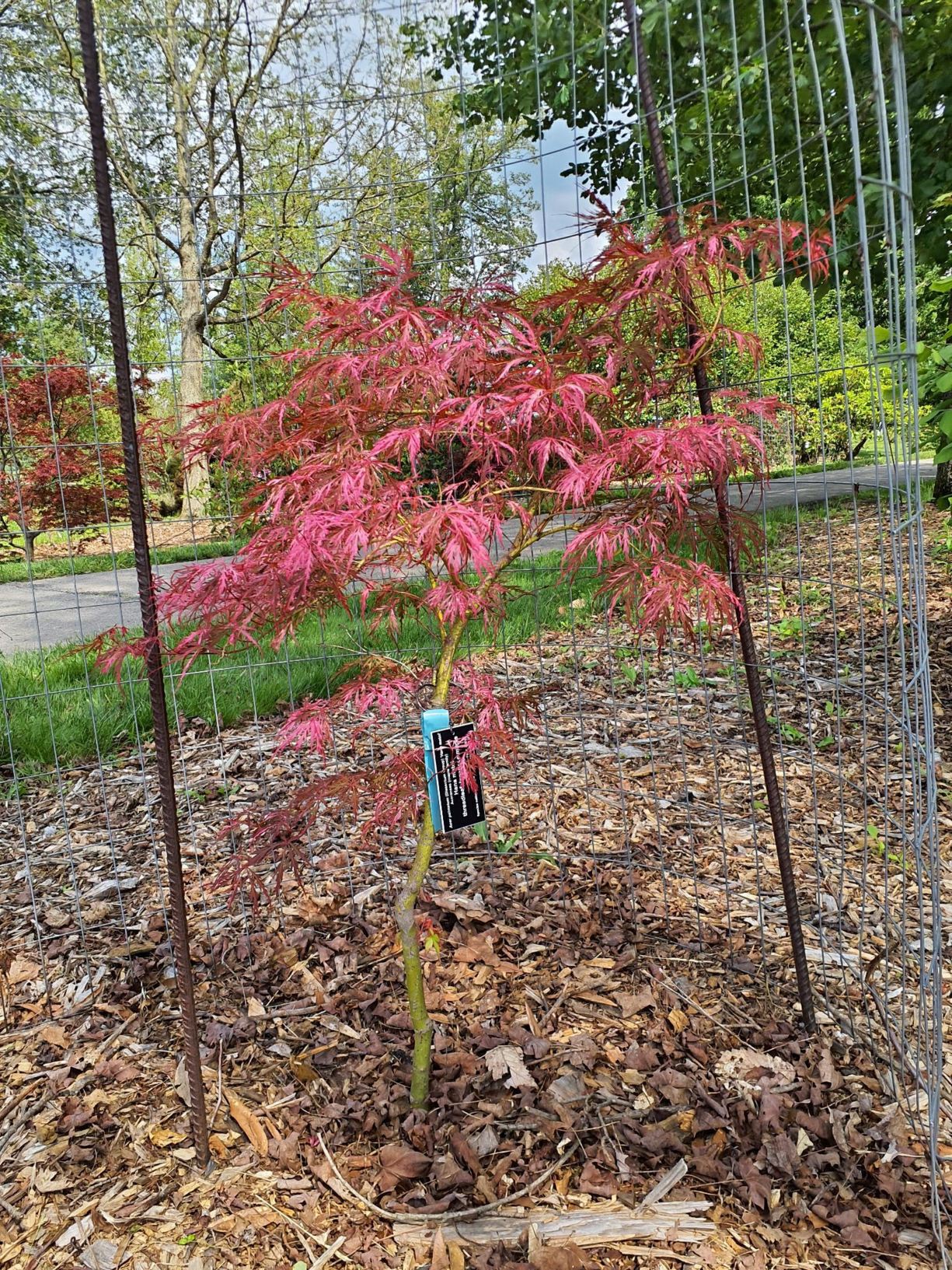Acer palmatum (Dissectum Group) 'Hana matoi' - Hana matoi threadleaf Japanese maple