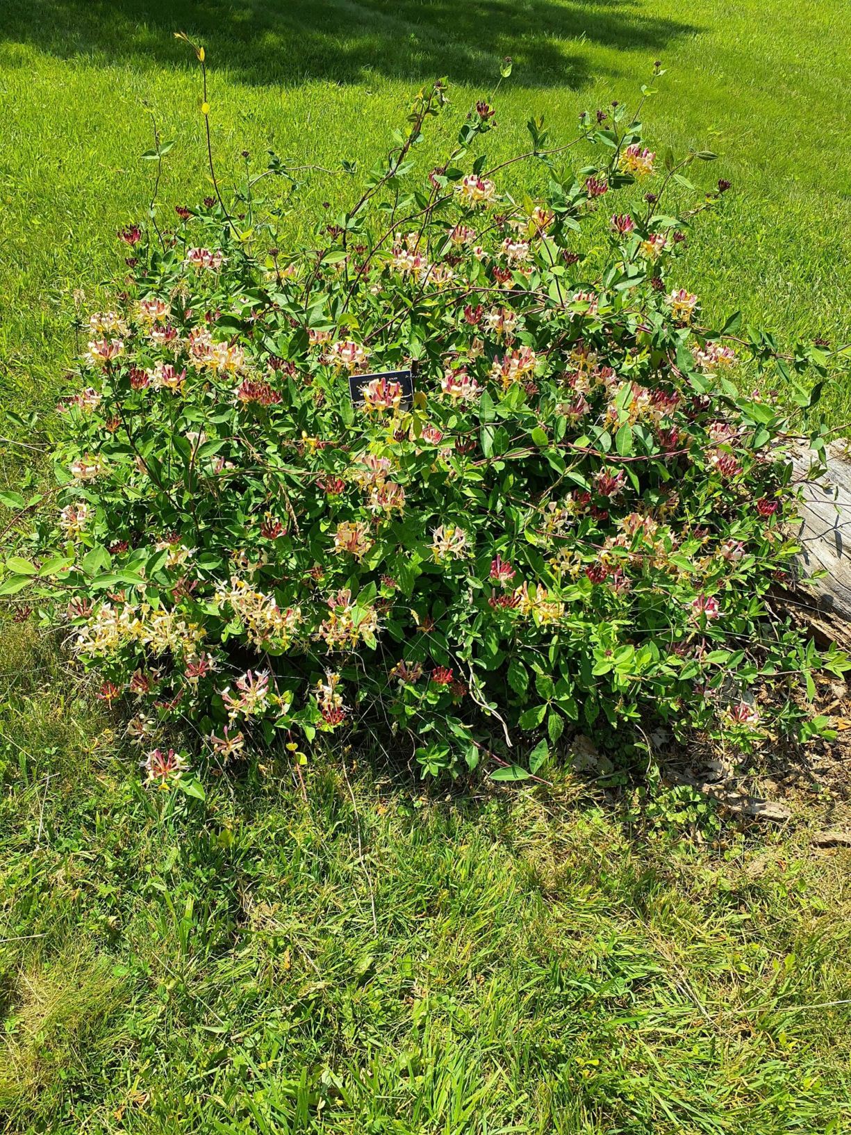 rotala aquarium plant Rotala rotundifolia 'Blood Red' - TC
