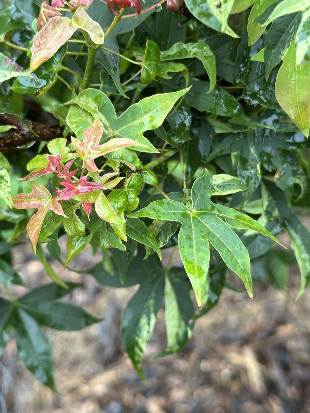Acer pictum 'Akikaze nishiki' - Akikaze nishiki Shantung maple, Akikaze Nishiki purpleblow maple
