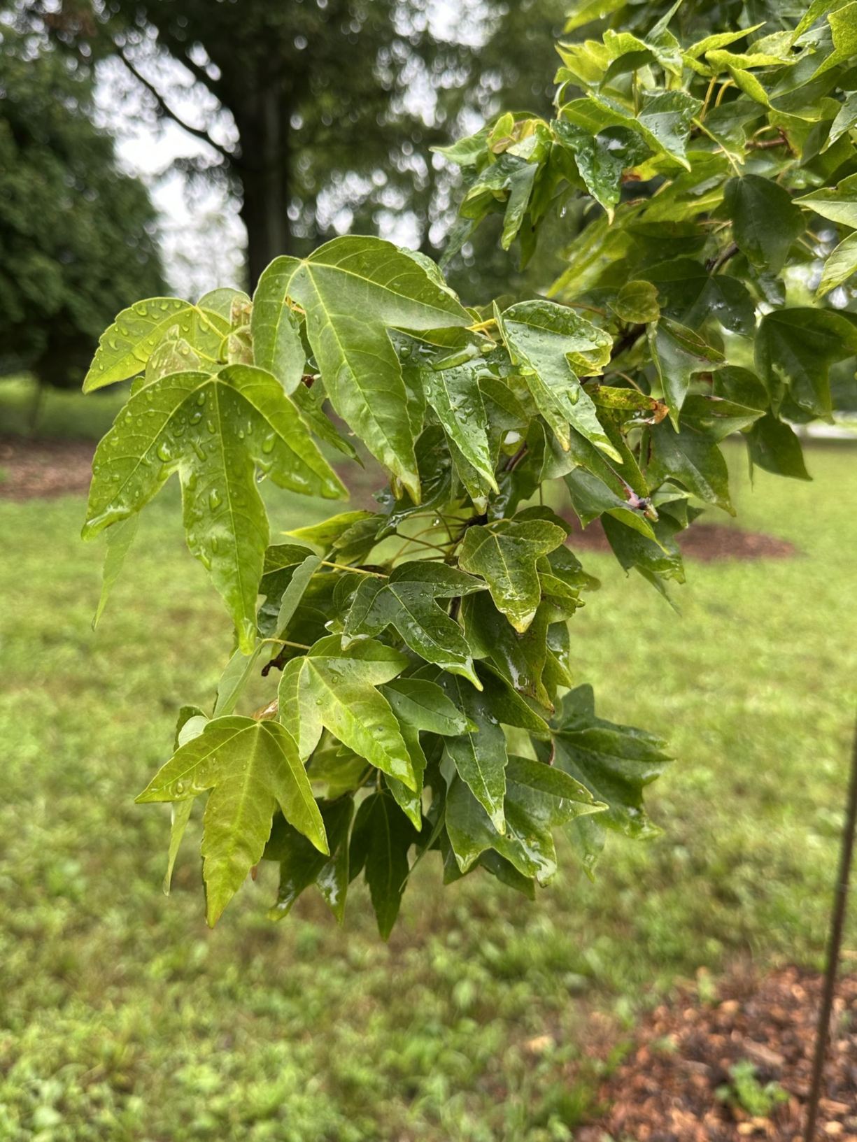 Acer buergerianum 'Angyo Weeping' - Angyo Weeping trident maple