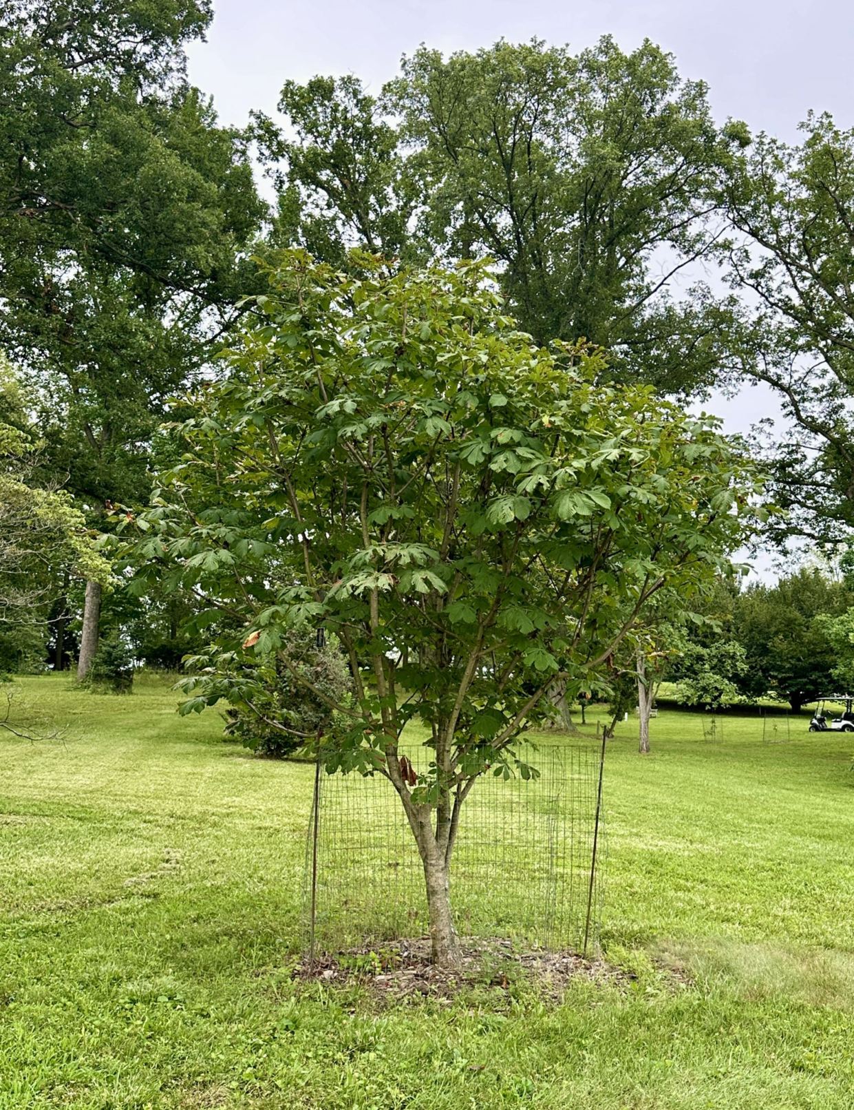 Aesculus hippocastanum 'Rubra' - red common horse-chestnut