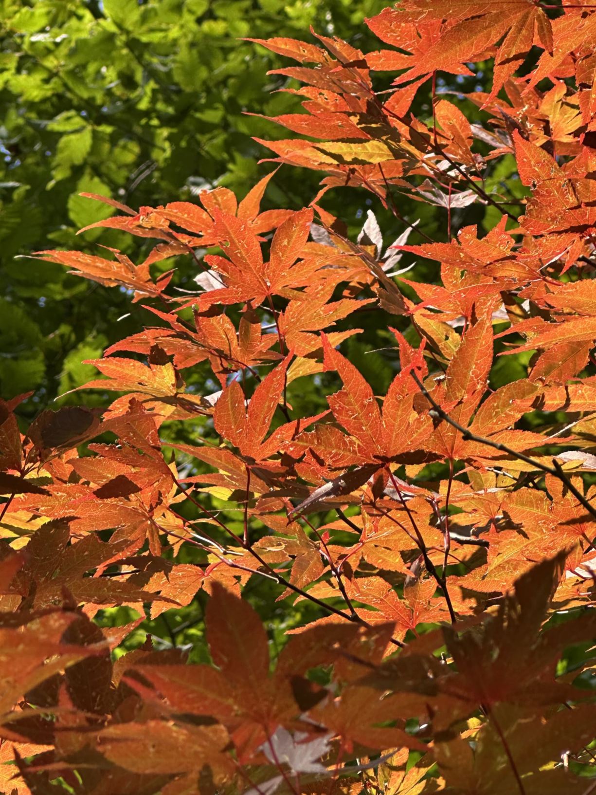 Acer palmatum 'Wolff' Emperor I® - Emperor I® Japanese maple