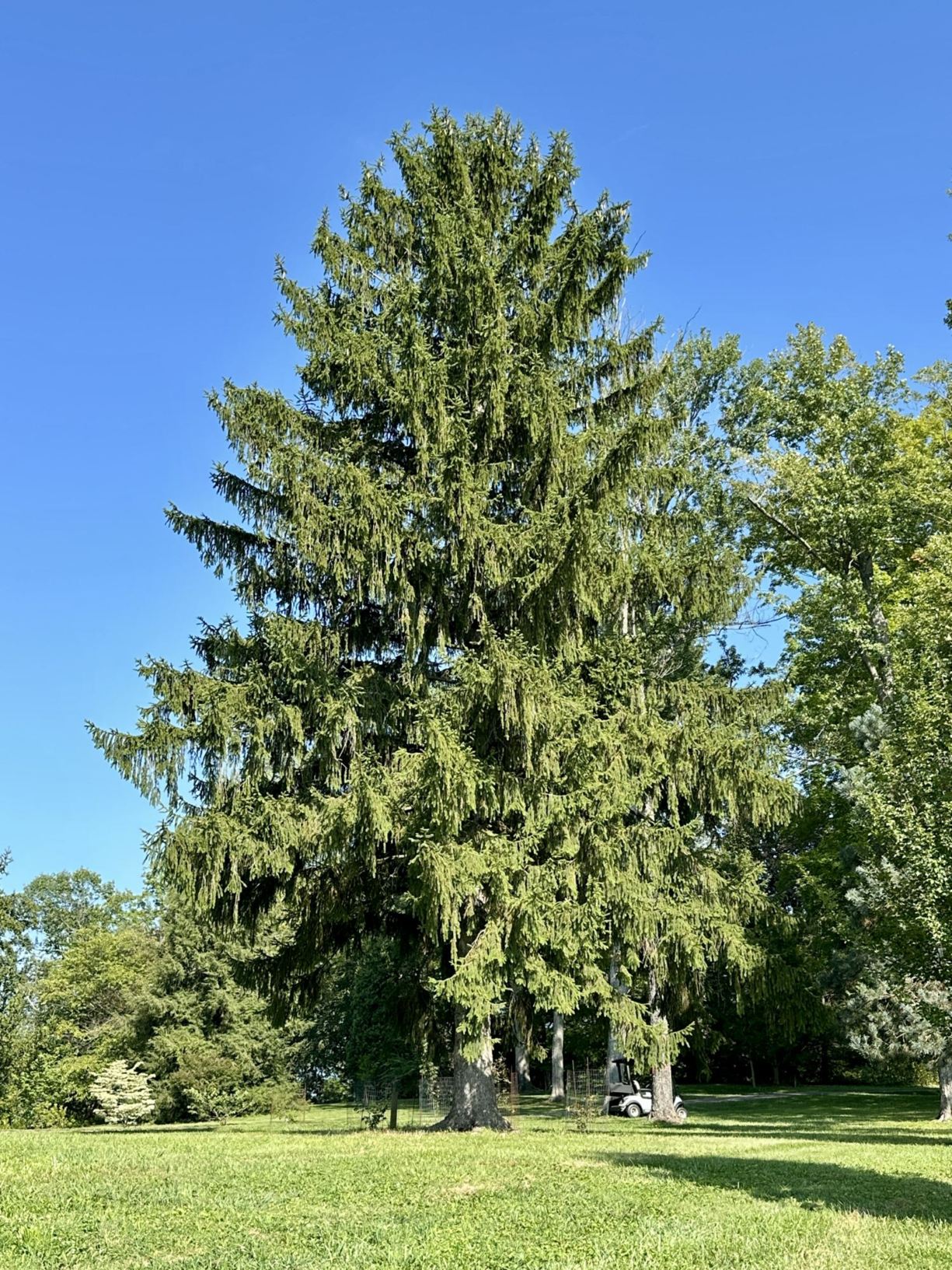 Picea abies - Norway spruce