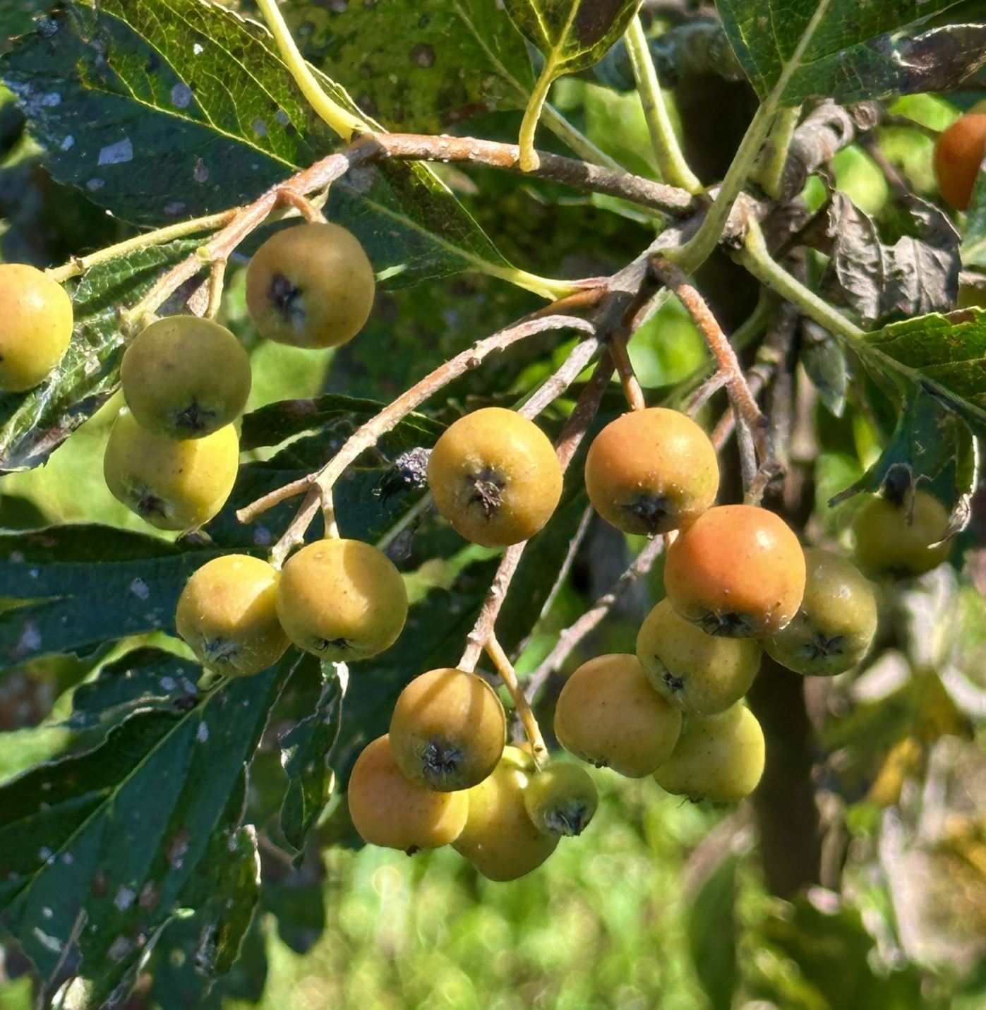 Sorbus minima - lesser whitebeam, least whitebeam