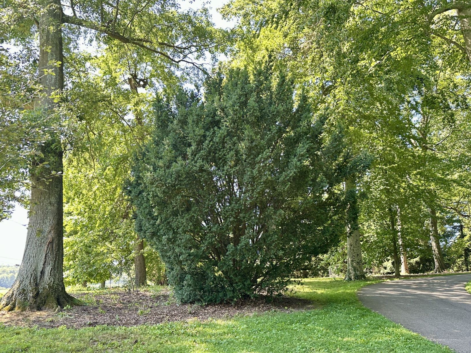 Taxus × media 'Hicksii' - Hicks Anglo-Japanese yew