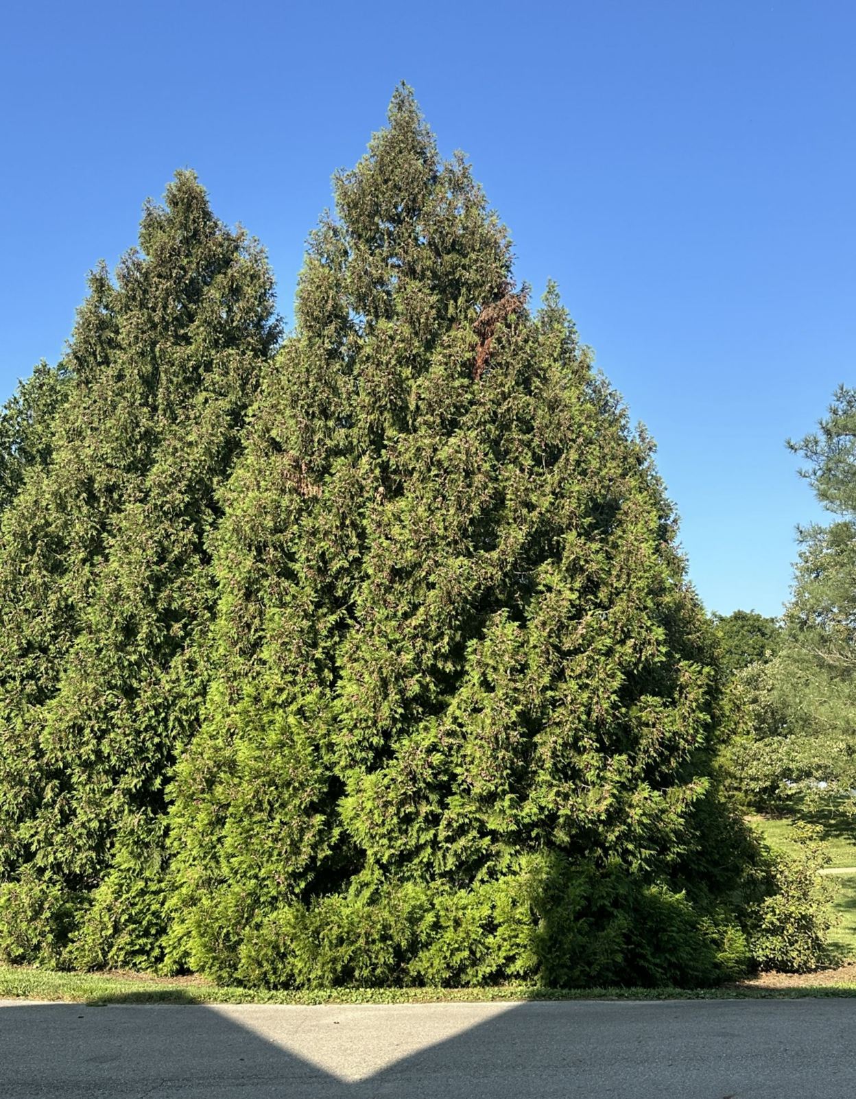 Thuja plicata 'Fastigiata' - Hogan western redcedar | The Dawes Arboretum