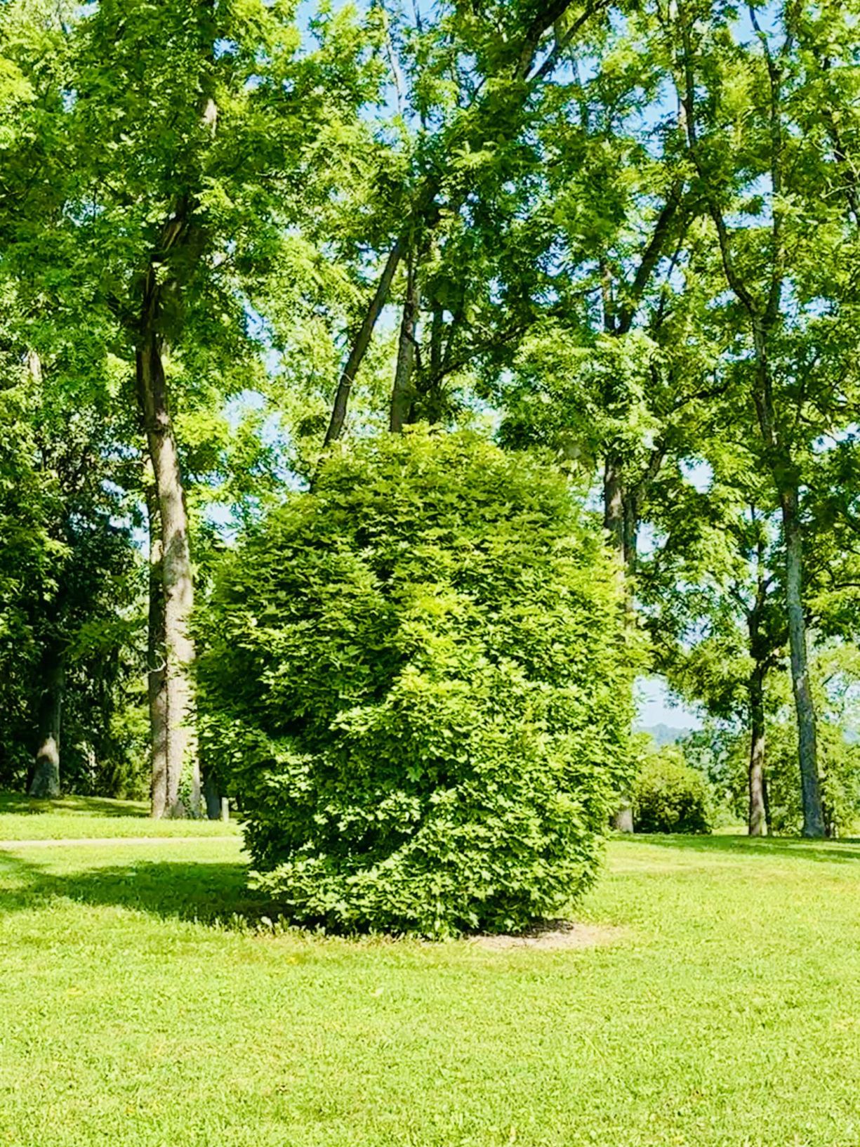 Acer saccharum 'Natchez' - Natchez sugar maple | The Dawes Arboretum