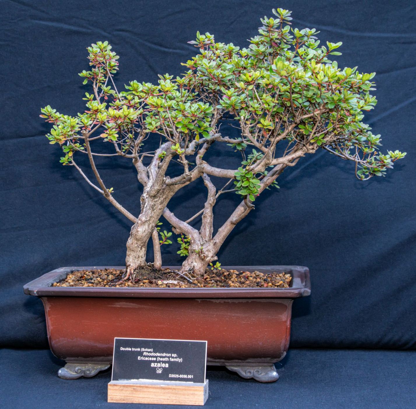 Rhododendron sp. - azalea / rhododendron | The Dawes Arboretum