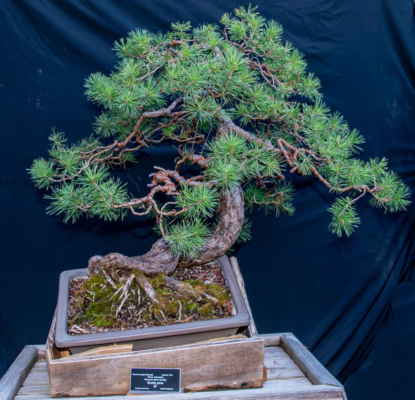 Pinus sylvestris - Scots pine