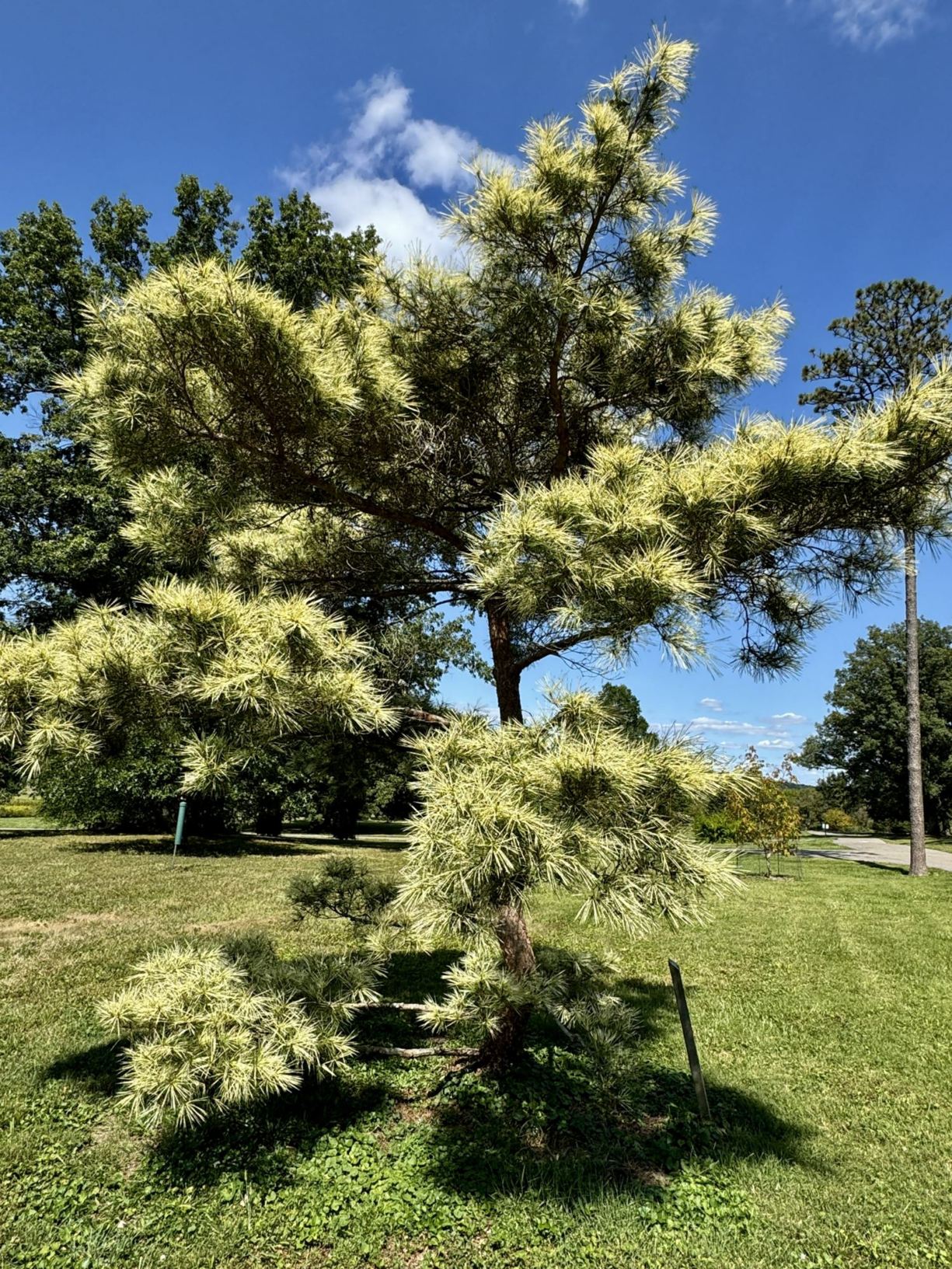 Pinus densiflora 'Oculus-draconis' - dragon's-eye Japanese red pine