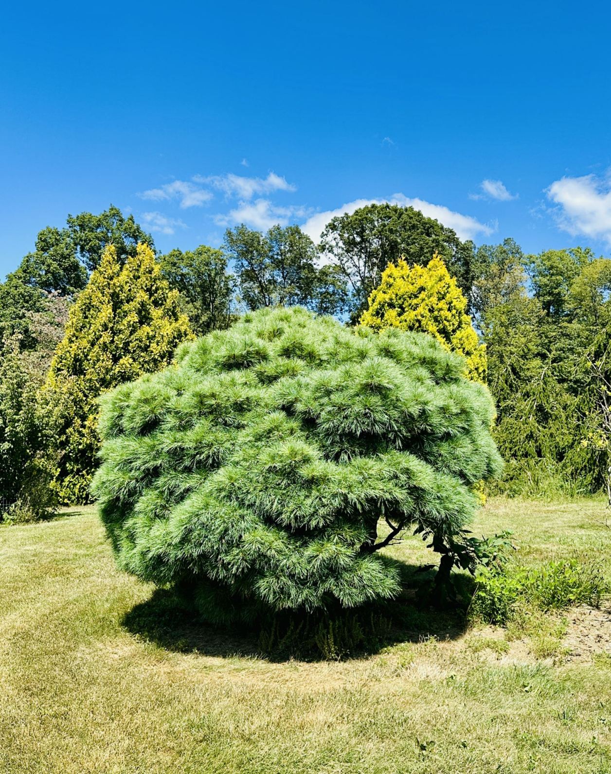 Pinus strobus 'Old Softie' - Old Softie eastern white pine