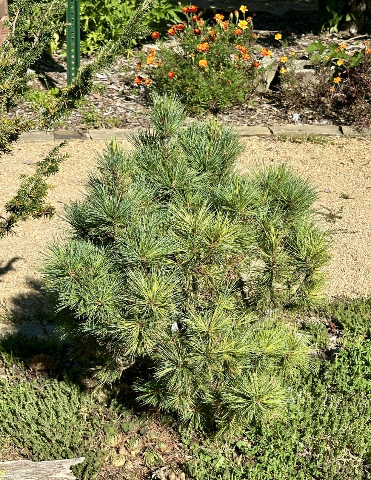Pinus monticola 'Raraflora' - Raraflora western white pine