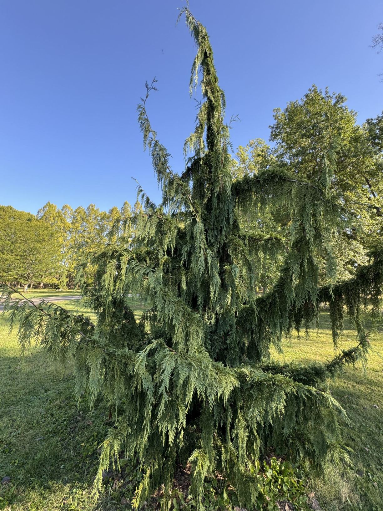 Callitropsis nootkatensis 'Van den Akker' - Van den Akker Nootka cypress, Van den Akker Alaska-cedar