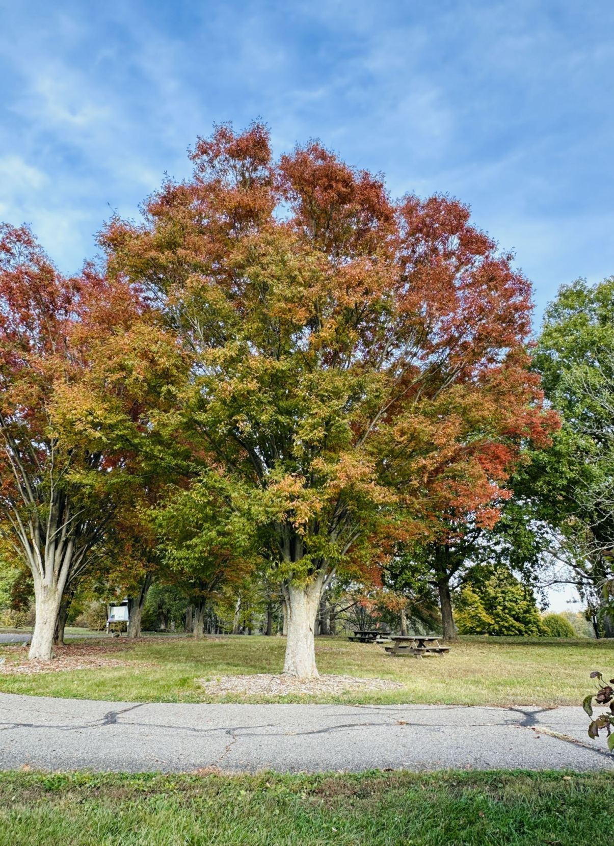 Zelkova serrata 'PNI 6960' Green Vase® - Green Vase® Japanese zelkova