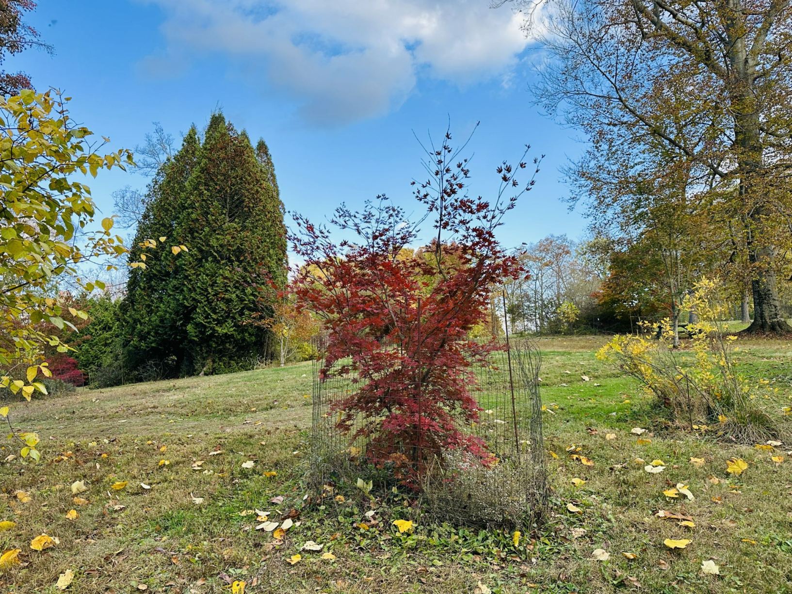 Acer palmatum 'JN4' Dragon Tears™ - Dragon Tears™ Japanese maple