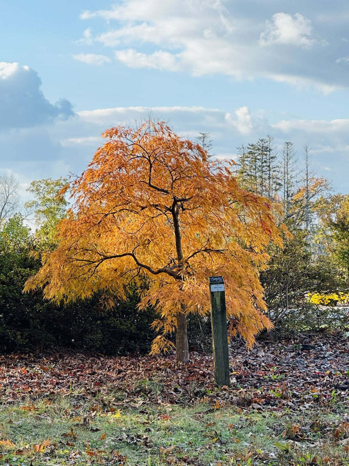 Acer palmatum (Dissectum Group) 'Dissectum' - threadleaf Japanese maple