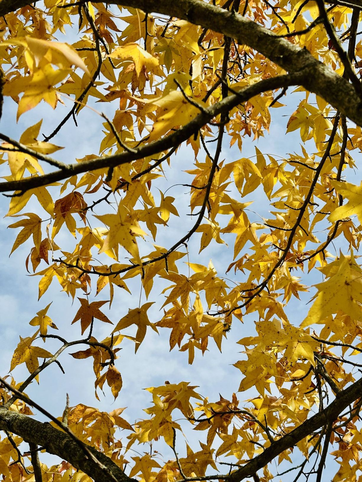 Liquidambar styraciflua 'Gold Star' - Gold Star sweetgum