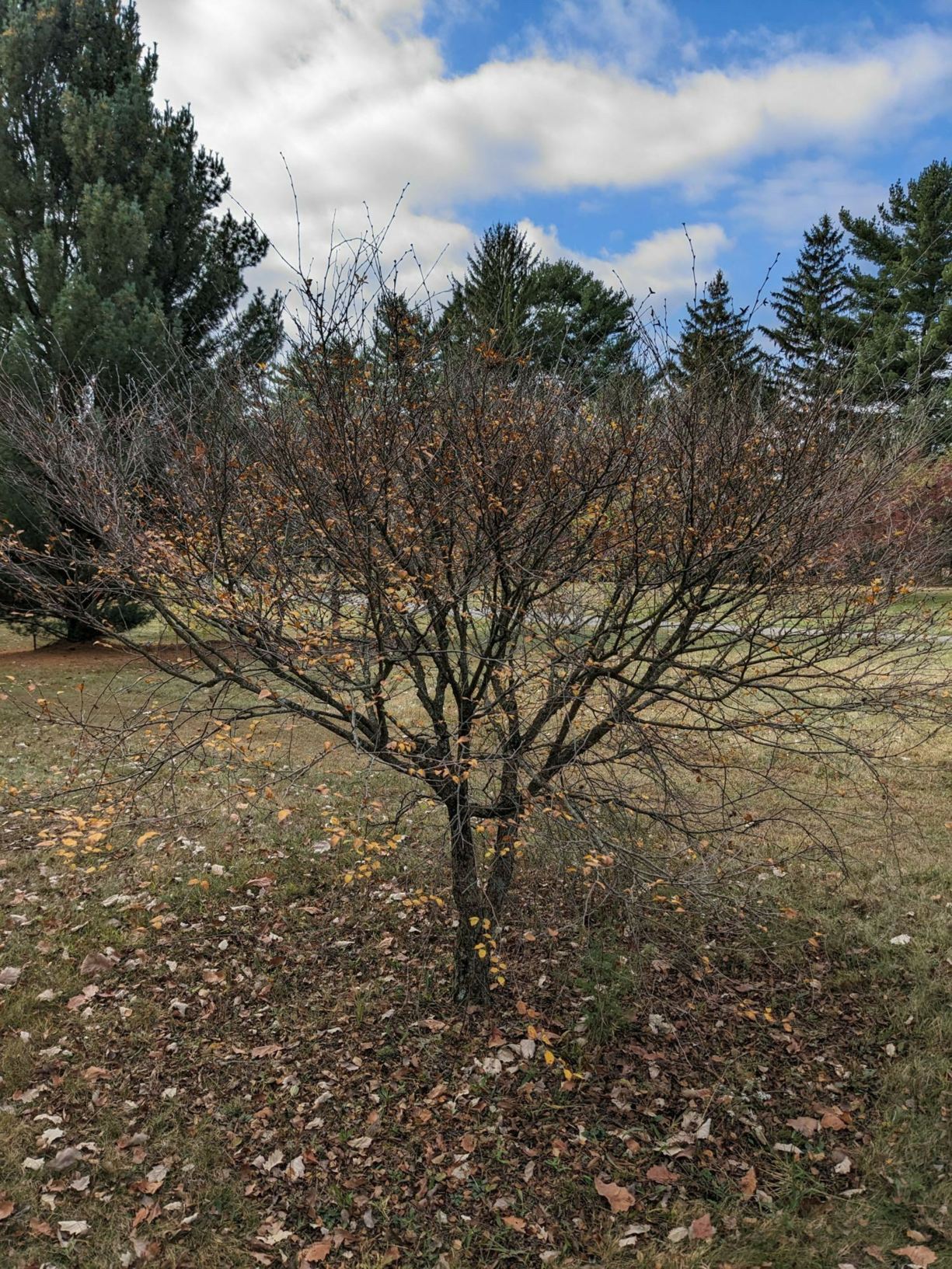 Betula chinensis - Chinese birch