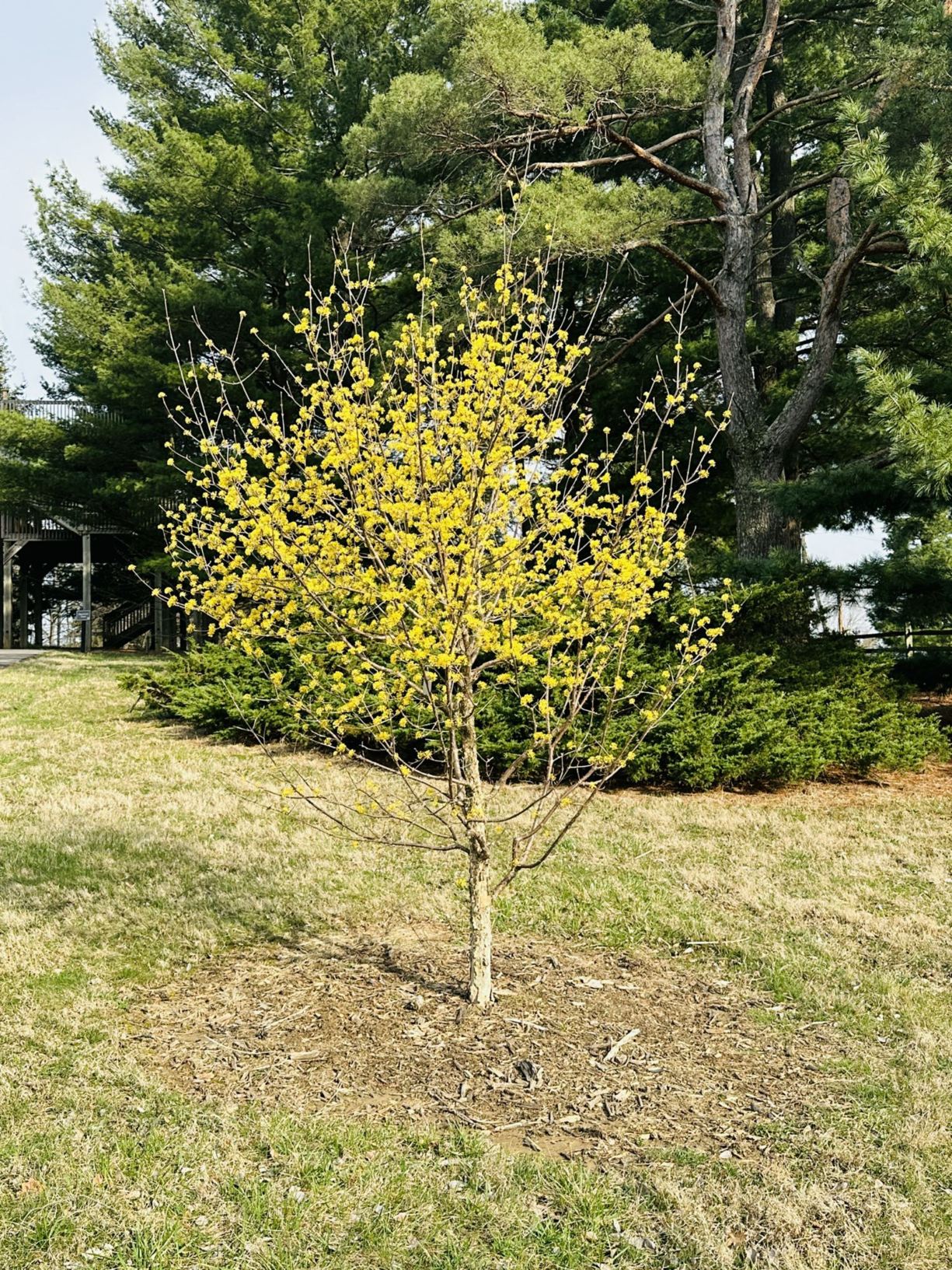 コノフエツム。ダブネリ。 Cornus officinalis 'Lemon Zest' - Lemon Zest Japanese cornelian