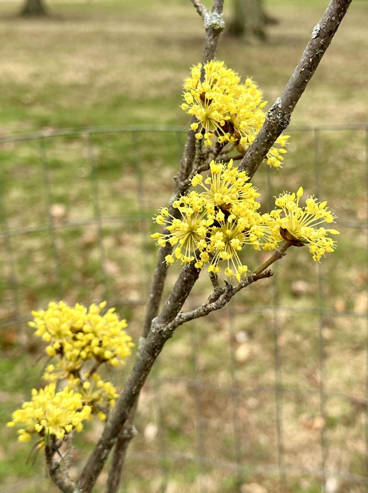 Cornus mas 'JFS PN4Legacy' Saffron Sentinel® - Saffron Sentinel® cornelian-cherry dogwood