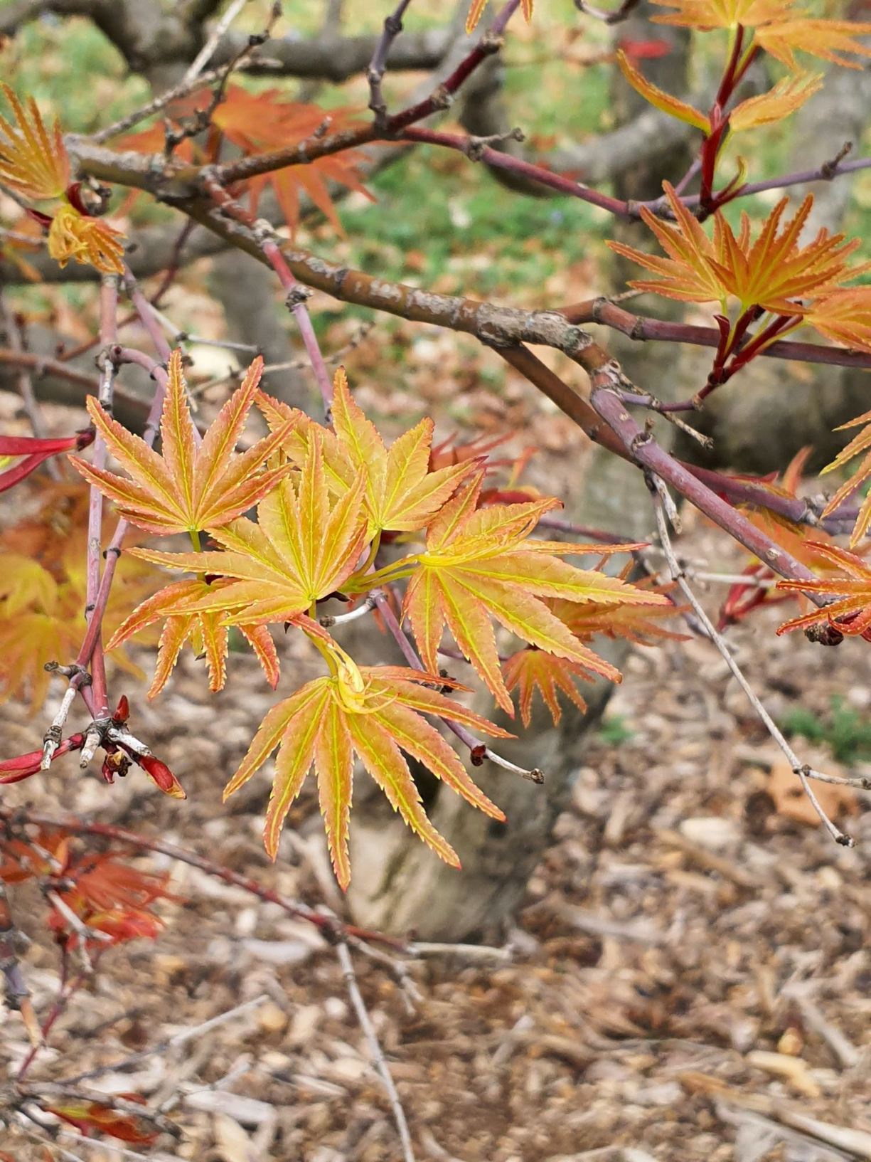 Acer palmatum 'Seigai' - Seigai Japanese maple