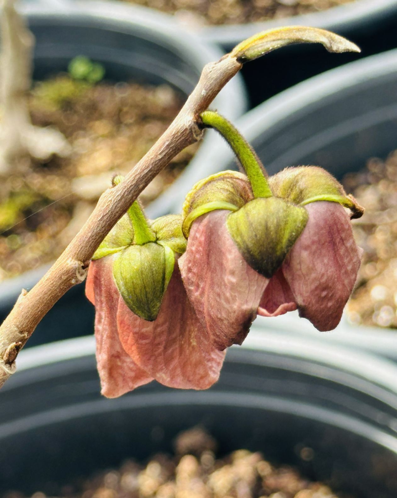 Asimina triloba 'Rebecca's Gold' - Rebecca's Gold pawpaw