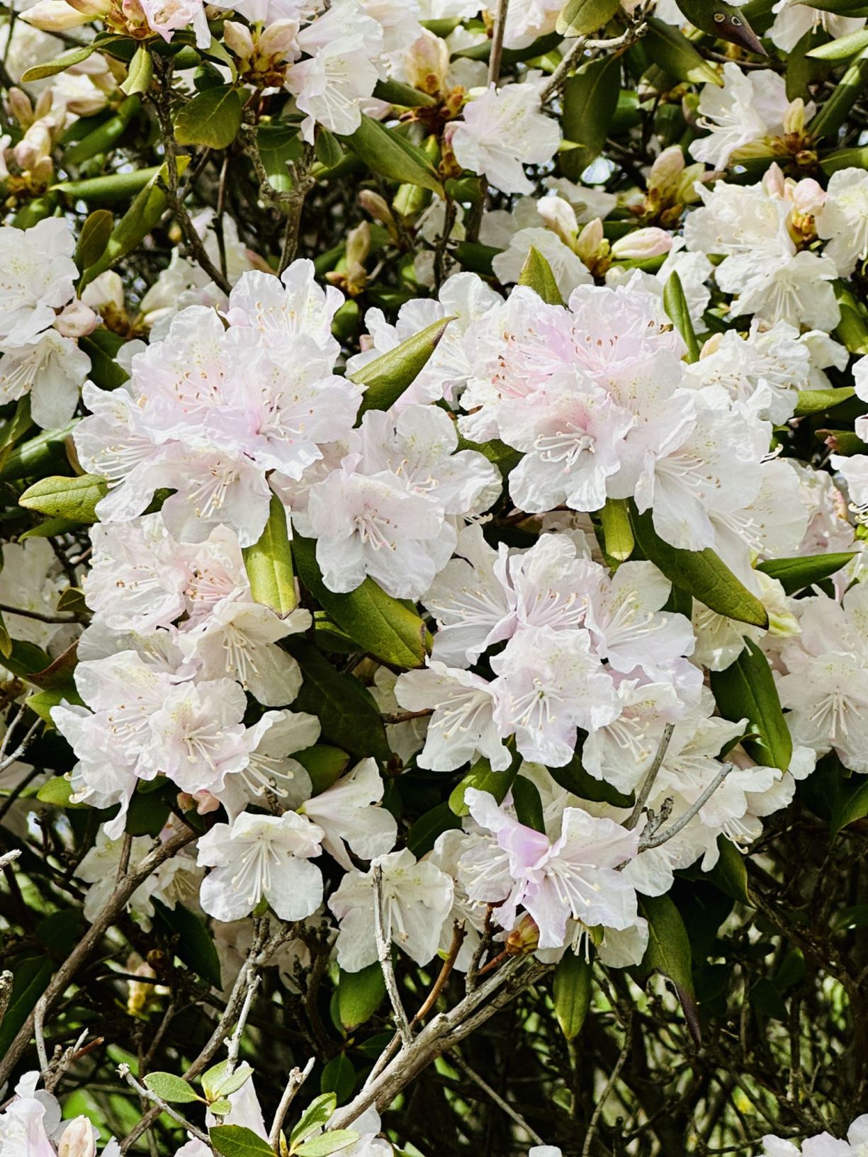 Rhododendron 'April Dawn' - April Dawn rhododendron | The Dawes Arboretum