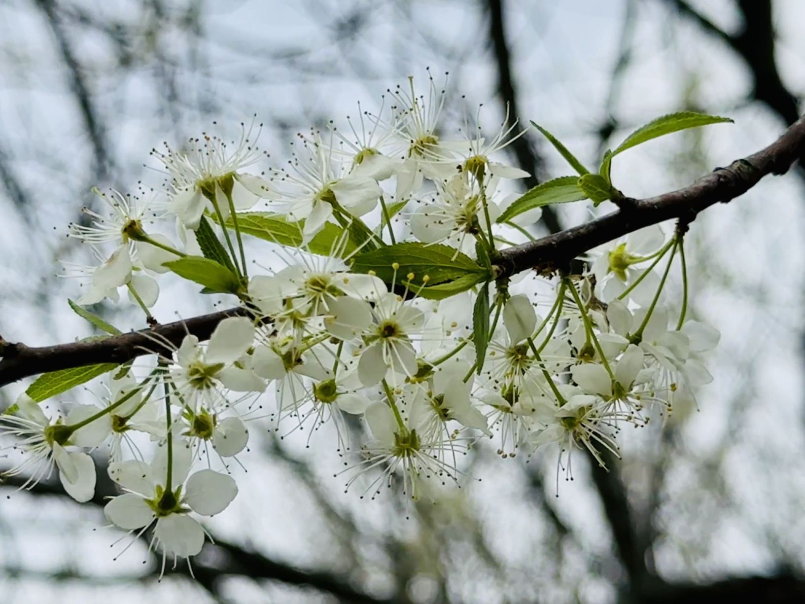 Prunus munsoniana - wild-goose plum, hog plum, creek plum