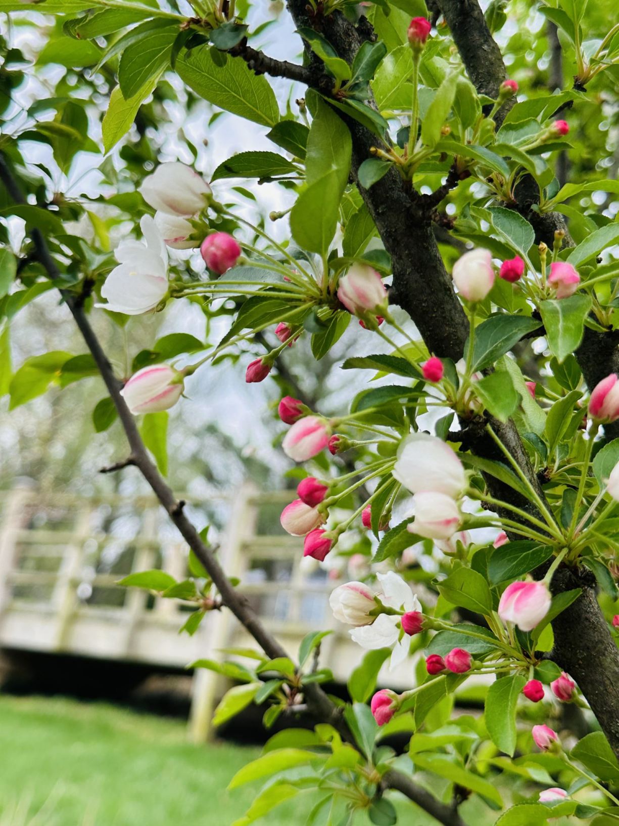 Malus 'Adirondack' - Adirondack crab apple