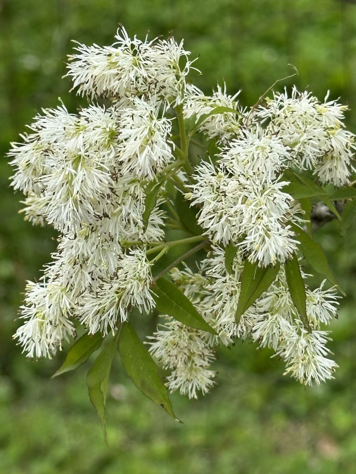 Fraxinus sieboldiana - Siebold ash, Chinese flowering ash