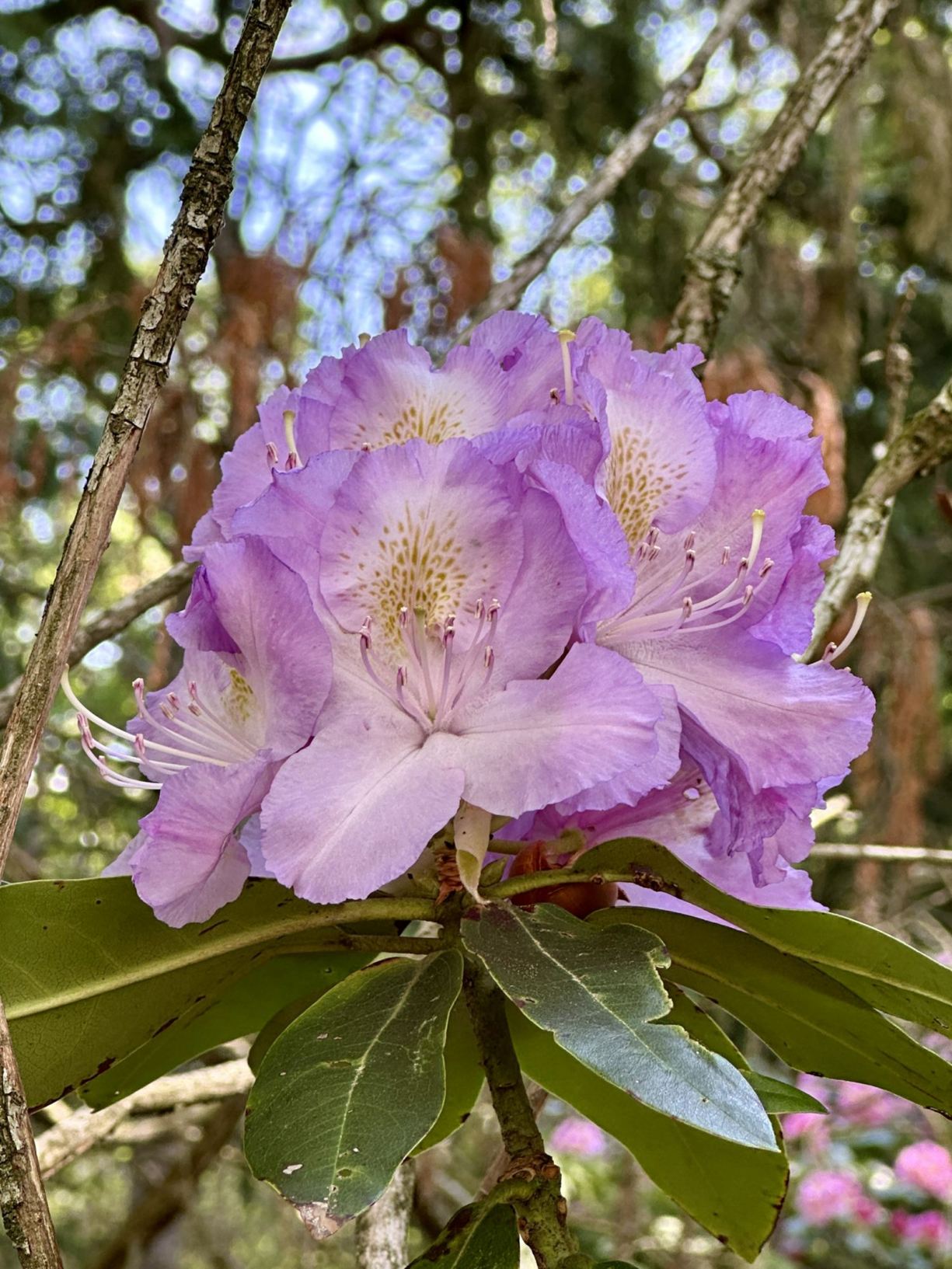 Rhododendron 'Lilac Lagoon' - Lilac Lagoon rhododendron | The Dawes ...